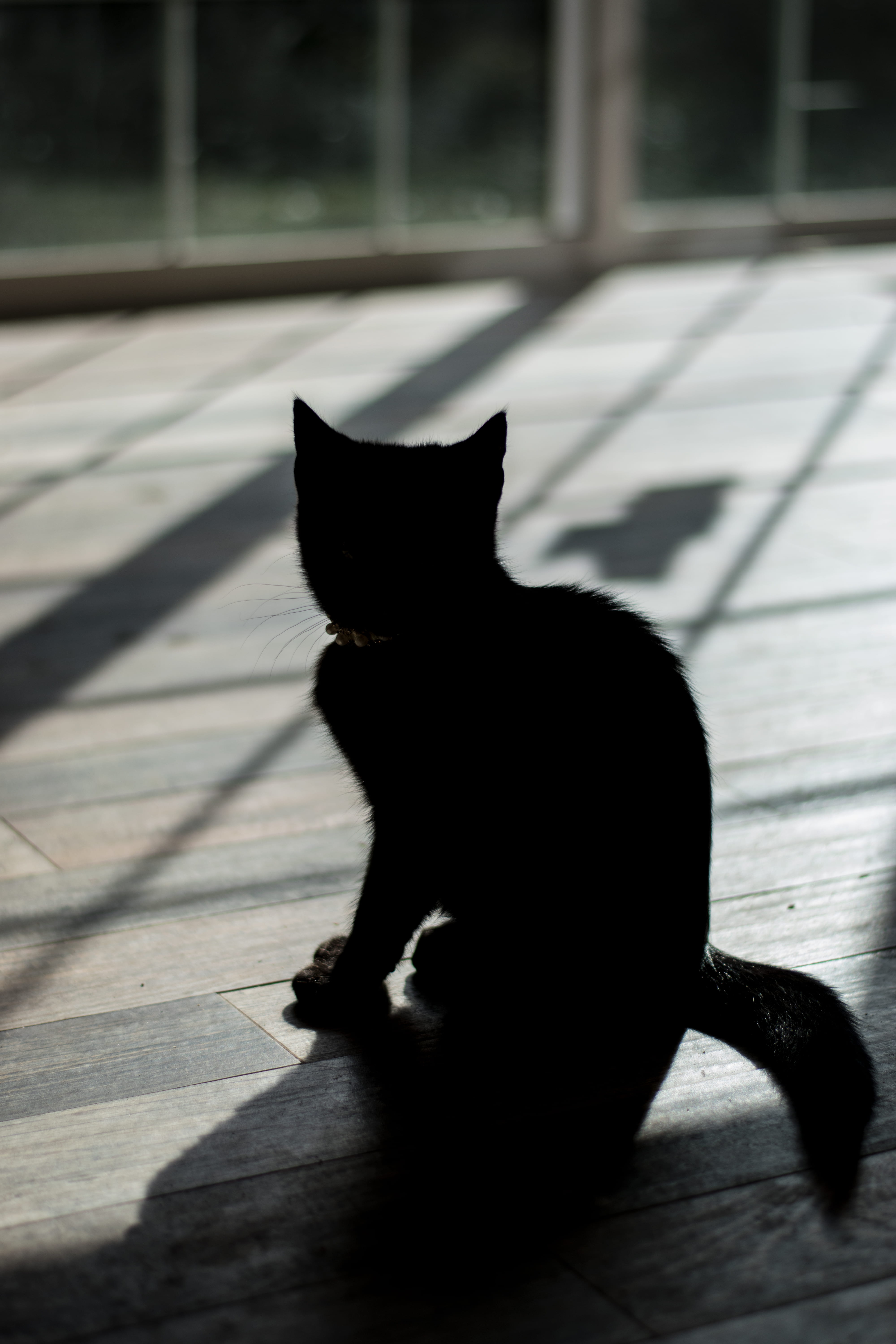 pets, silhouette, sitting, shadow, pavement, flooring, vertebrate, sunlight, relaxation, domestic, domestic animals, feline, one animal, 5K, animal, mammal, Phone HD Wallpaper