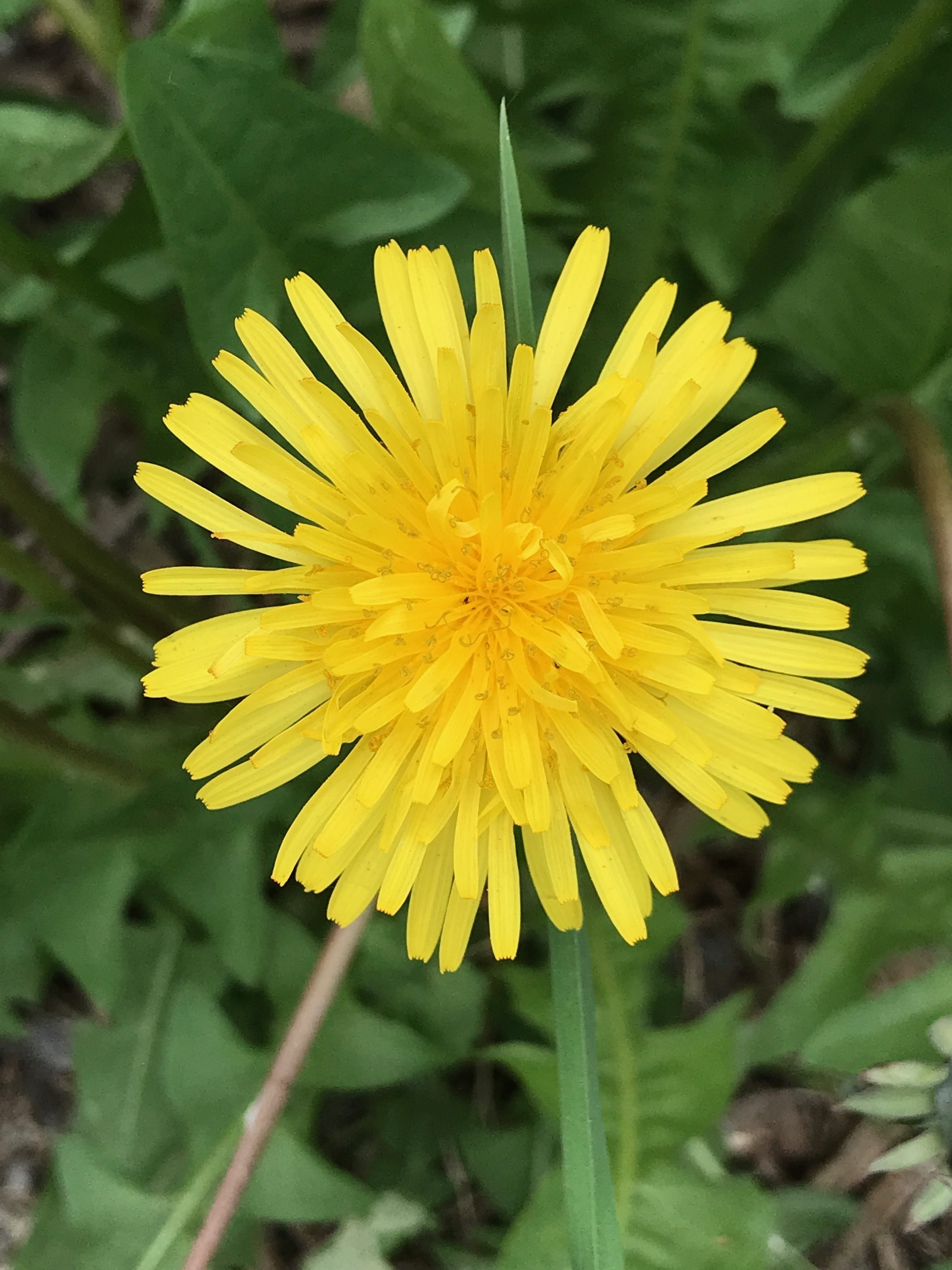 dandelion, botany, stiff-haired dandelion, flower, close-up, gazania, bloom, focus on foreground, outdoors, fragility, vulnerability, rough dandelion, beauty in nature, Phone HD Wallpaper