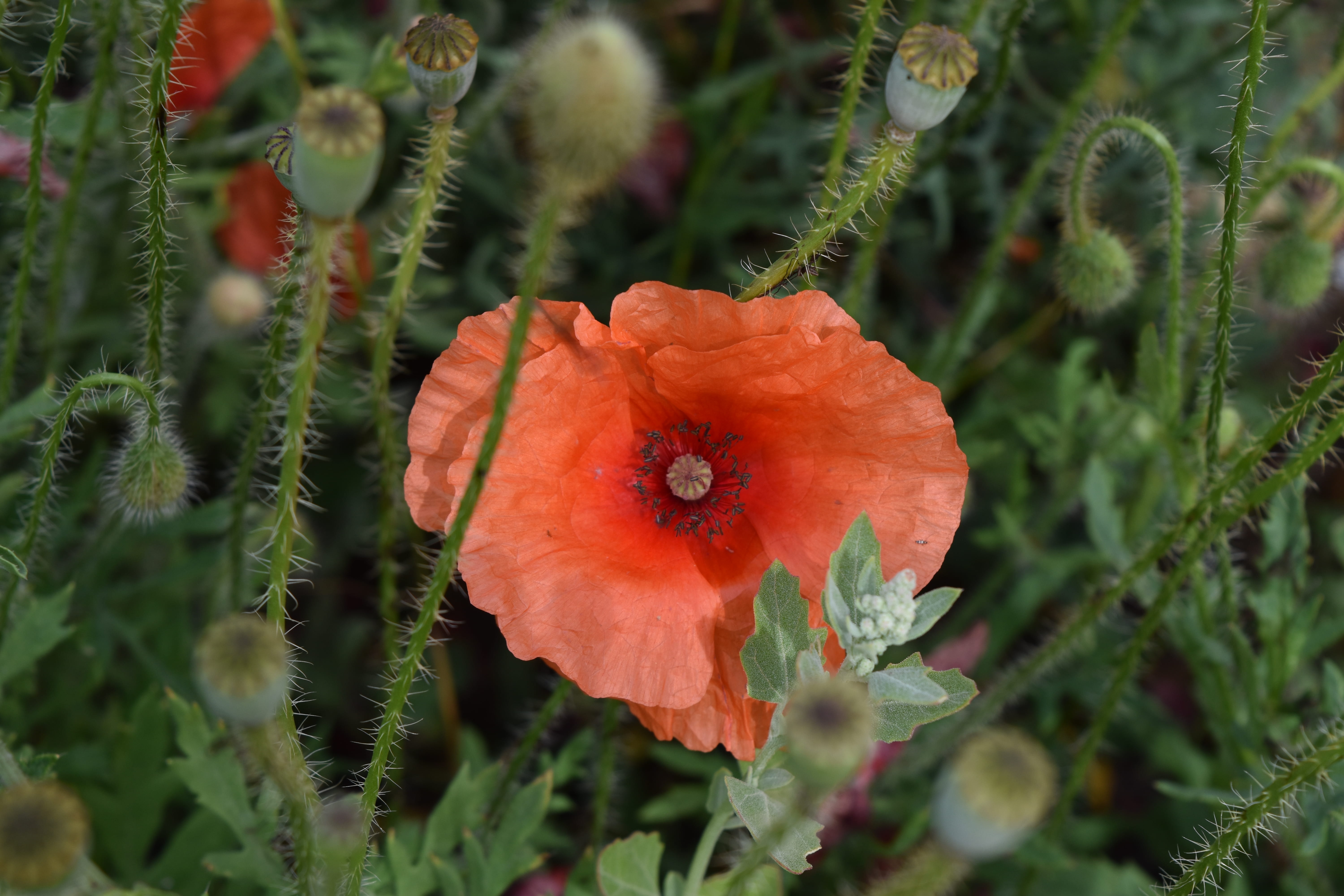 growth, surrounded, nature, poppy, sicilian poppy, freshness, springtime, petal, plants, closeup, photo, floral, vulnerability, fragility, green, 5K, red flower, HD Wallpaper
