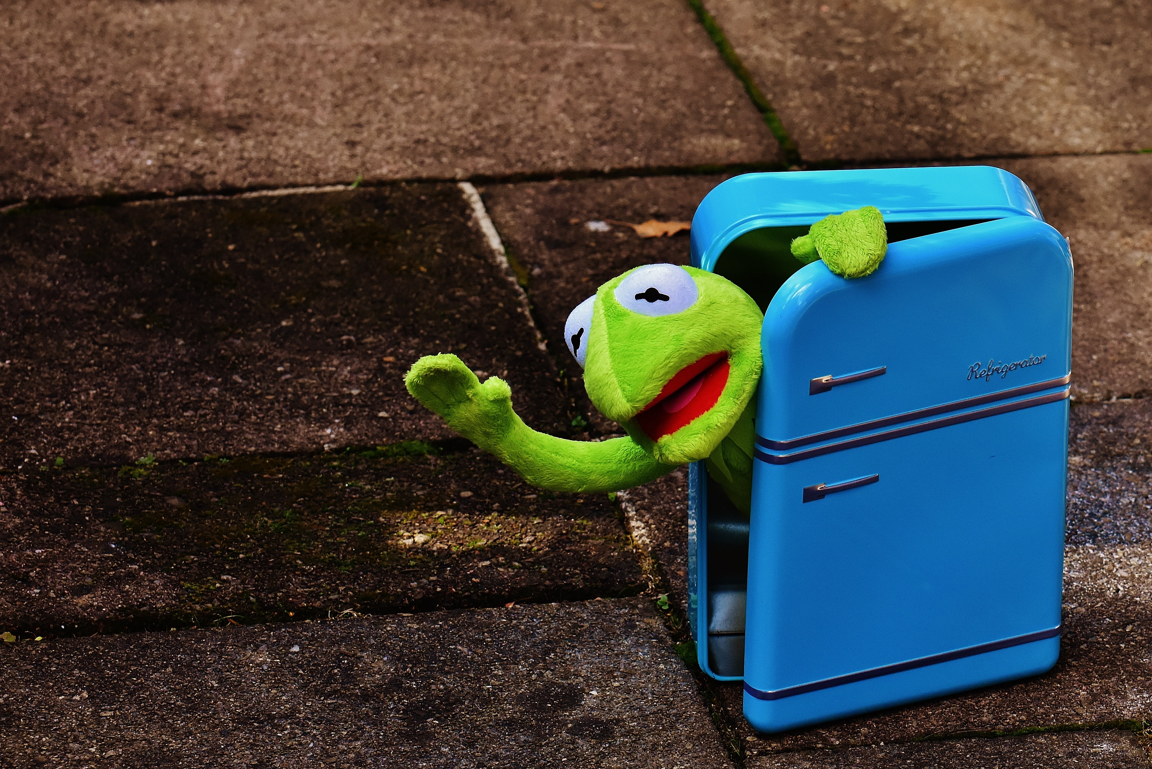parrot, toy, outdoors, toys, green color, kermit, frog, vertebrate, animal themes, nature, funny, animal, representation, humor, retro, soft toy, bird, HD Wallpaper