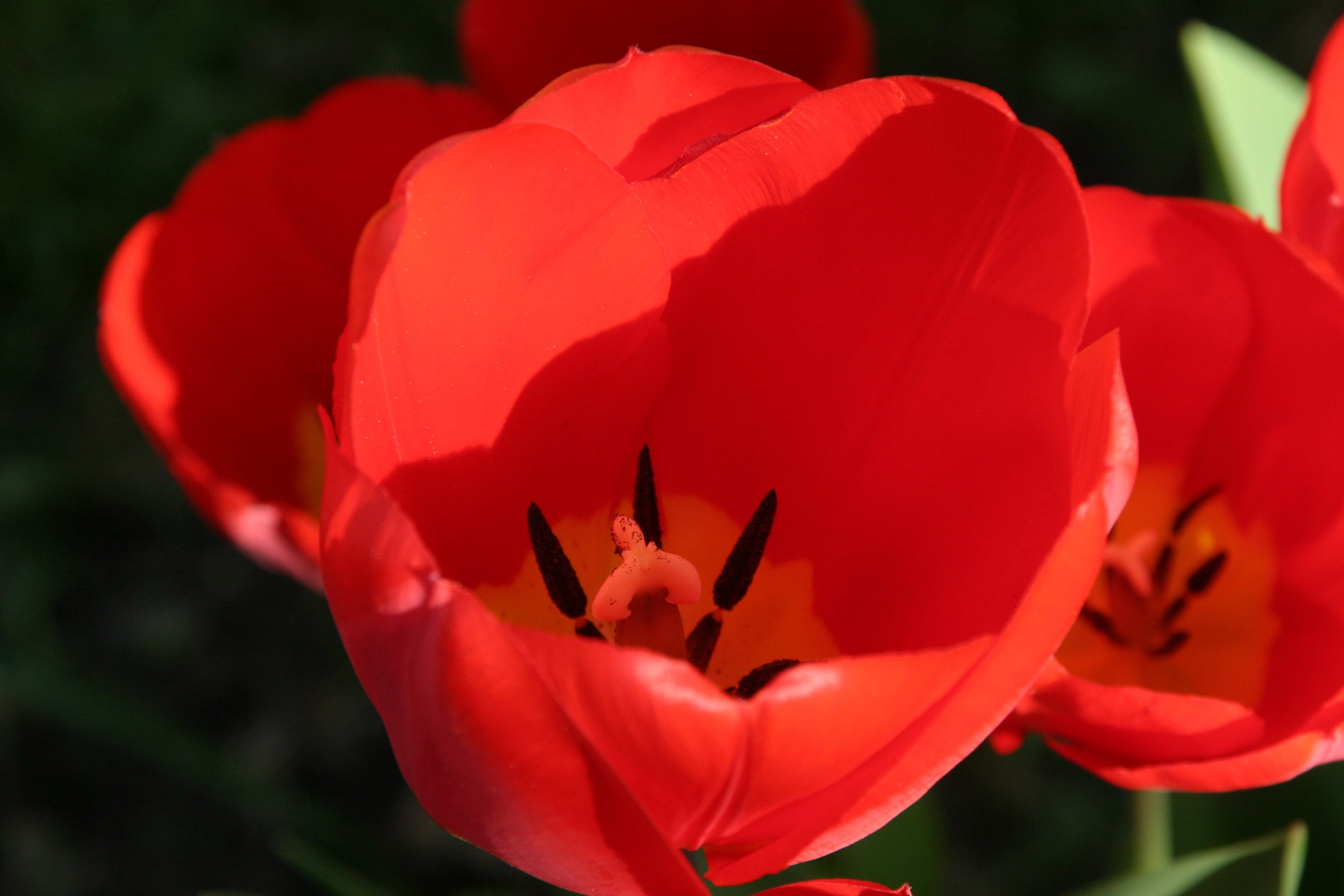 outdoors, pattern, Love, Passion, close-up, fragility, celebration, passion, affection, tulip, present, Red, Love, petal, flower, holiday, romance, love, HD Wallpaper