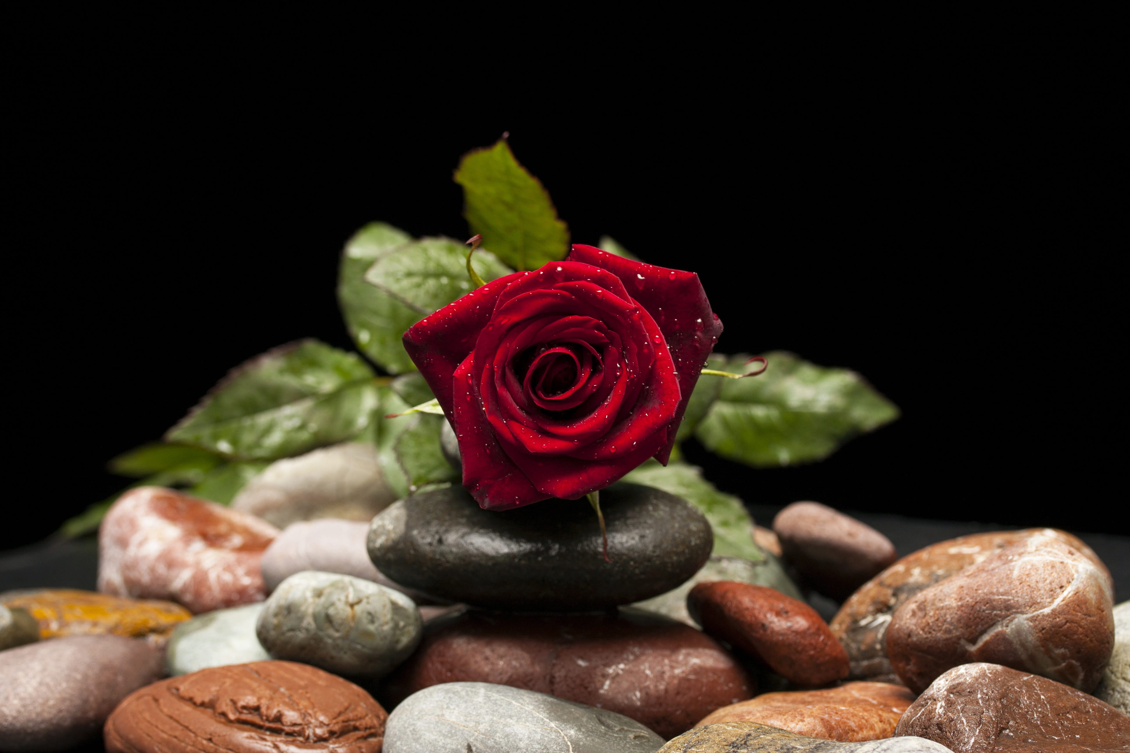 4K, flowers, Red, black background, Rose, color, love, the leaves are, spring, Macro, desire, the rose garden, red rose, black, vivid color, background, HD Wallpaper
