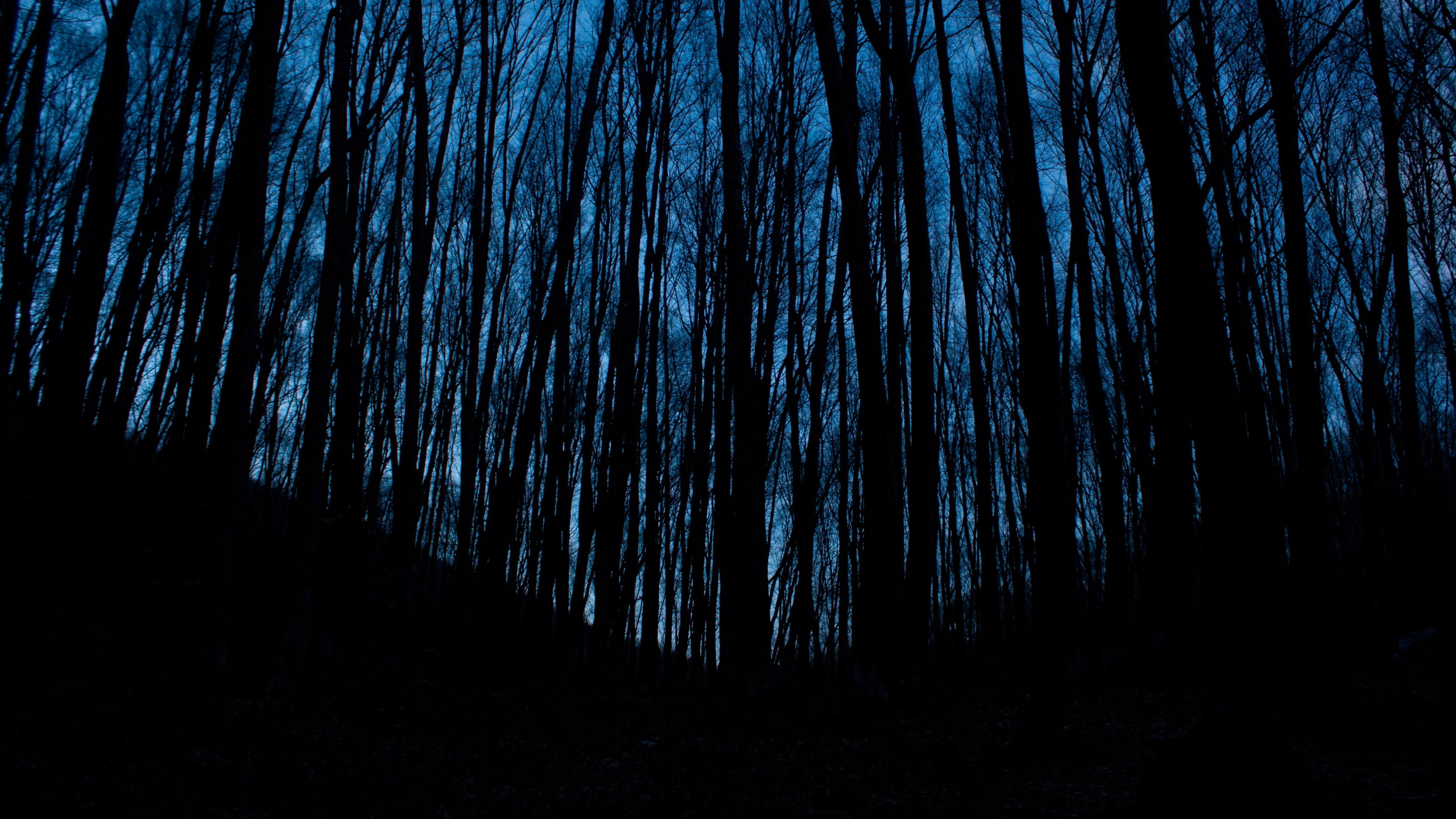 night, photography, tree trunk, tranquil scene, growth, trunk, silhouette, woodland, beauty in nature, scenics - nature, outdoors, tree, land, blue, non-urban scene, HD Wallpaper