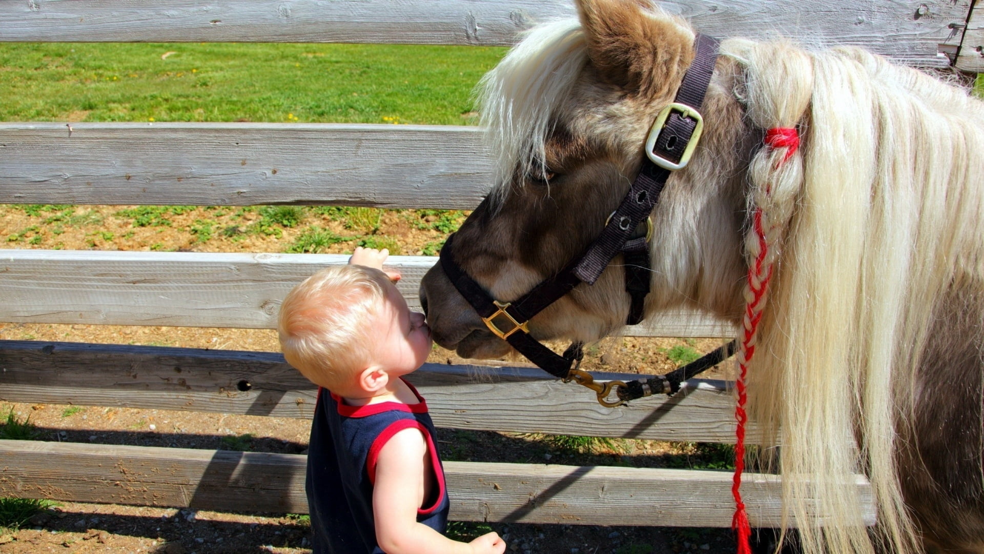 livestock, mood, riding, people, domestic animals, summer, domestic, child, baby, day, animal Harness, white, boys, one person, small, one animal, vertebrate, HD Wallpaper