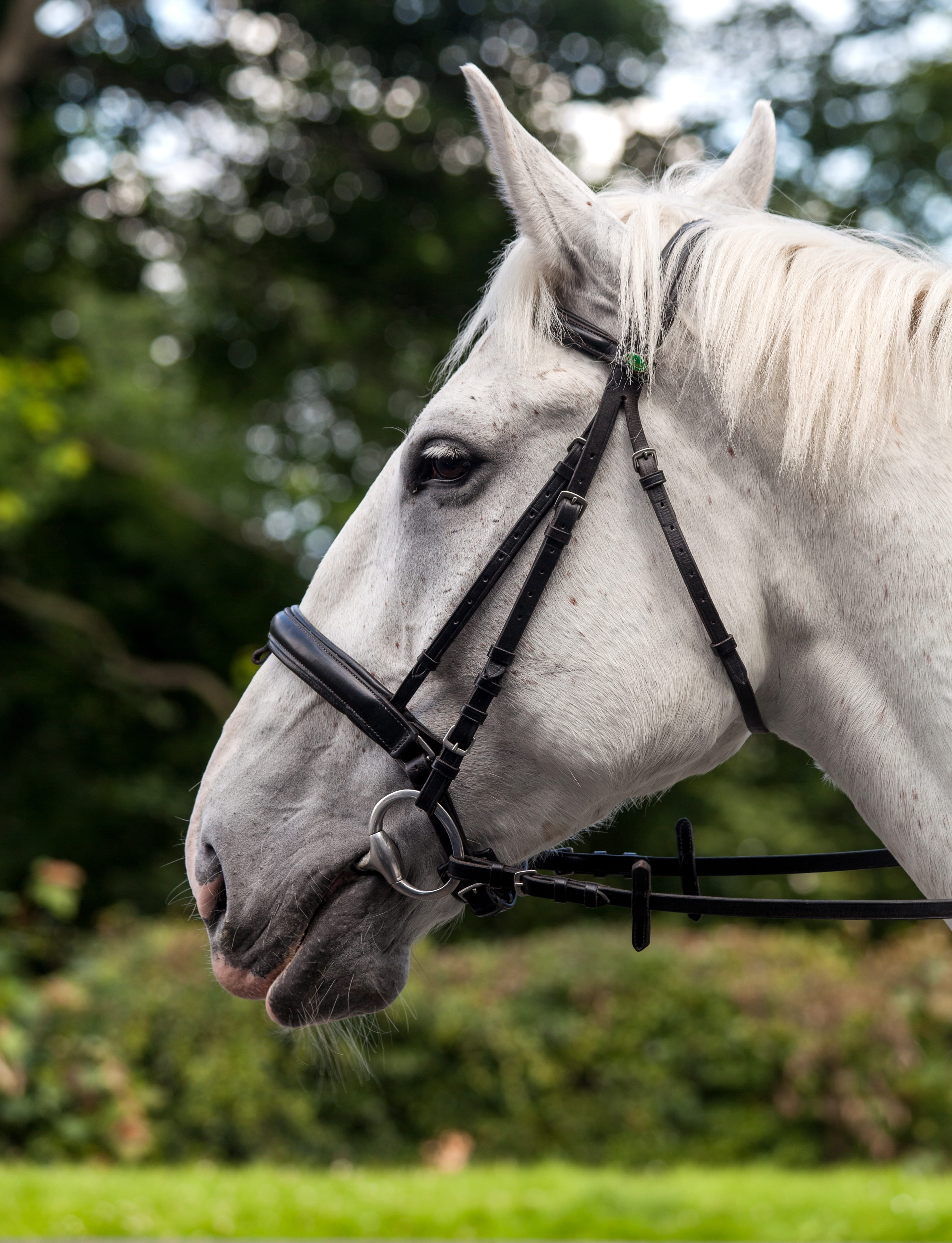 profile view, focus on foreground, white, portrait, animal head, Profile, no people, Horse, bridle, macro, animal body part, Nature, harness, day, trees, Phone HD Wallpaper
