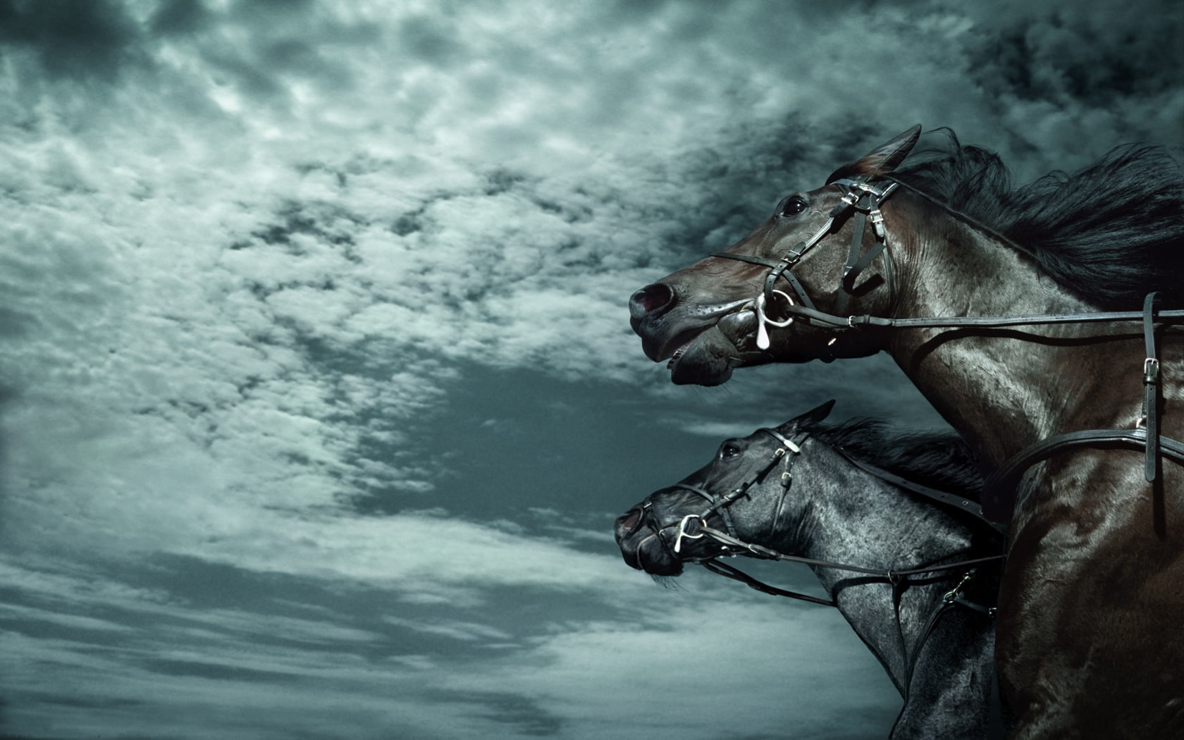 black, no people, brown, animal wildlife, domestic animals, dark, herbivorous, outdoors, horse, vertebrate, mane, cloud - sky, mammal, nature, two, riding, HD Wallpaper