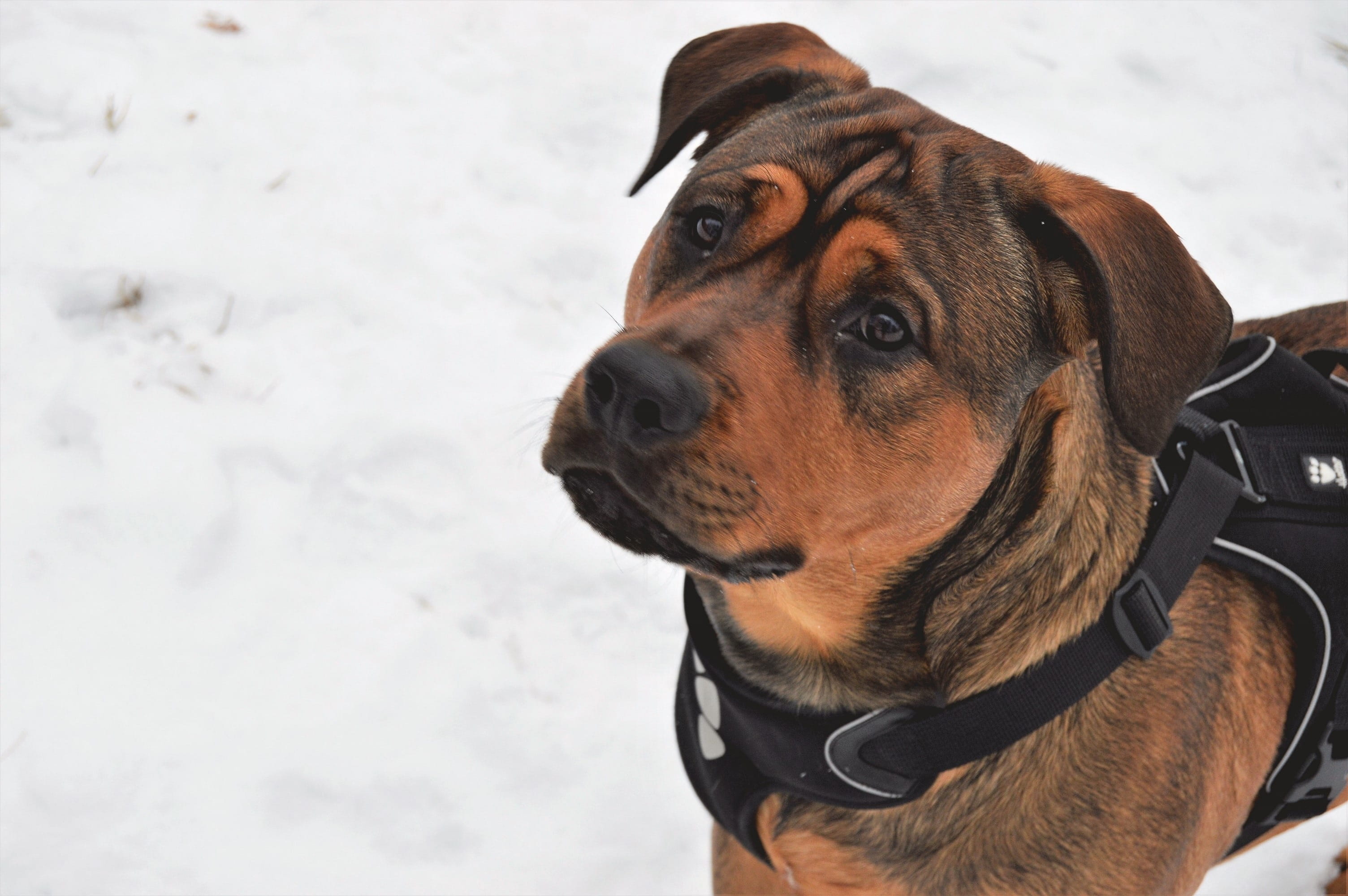 hurtta, mammal, young, no people, amstaff, animal, canine, mixed race, snow, dog, looking, puppy, cold temperature, pet, rottweiler, domestic, winter, outdoor, HD Wallpaper