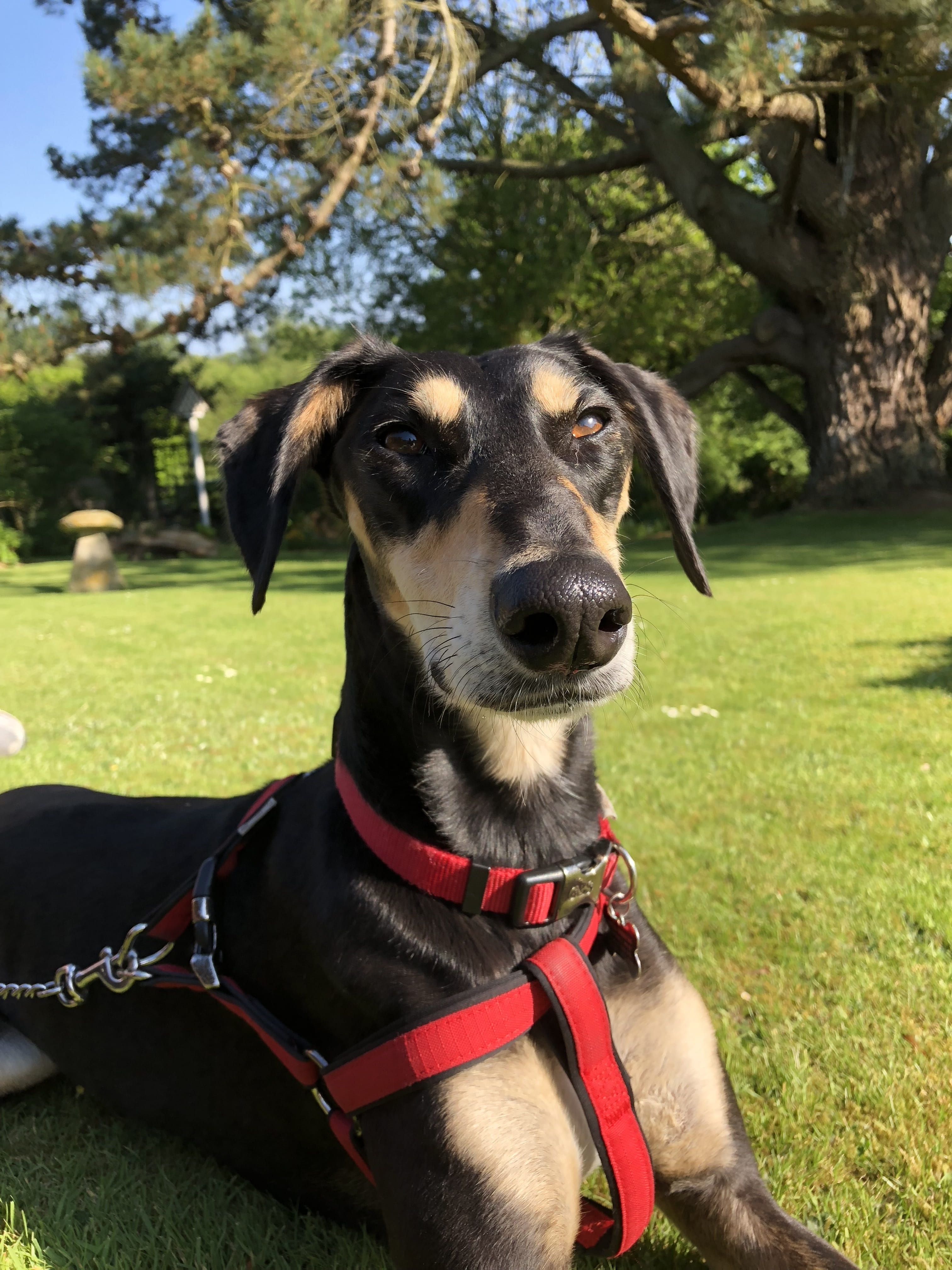 grass, nature, breed, saluki, harness, tree, hound, animal, no people, pet, fast, collar, mammal, one animal, character, looking, 4K, pets, garden, plant, Phone HD Wallpaper
