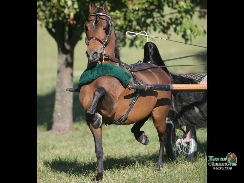animals, hackney, pony, hd, art, harness, 480P, horses, in harness, show, HD Wallpaper