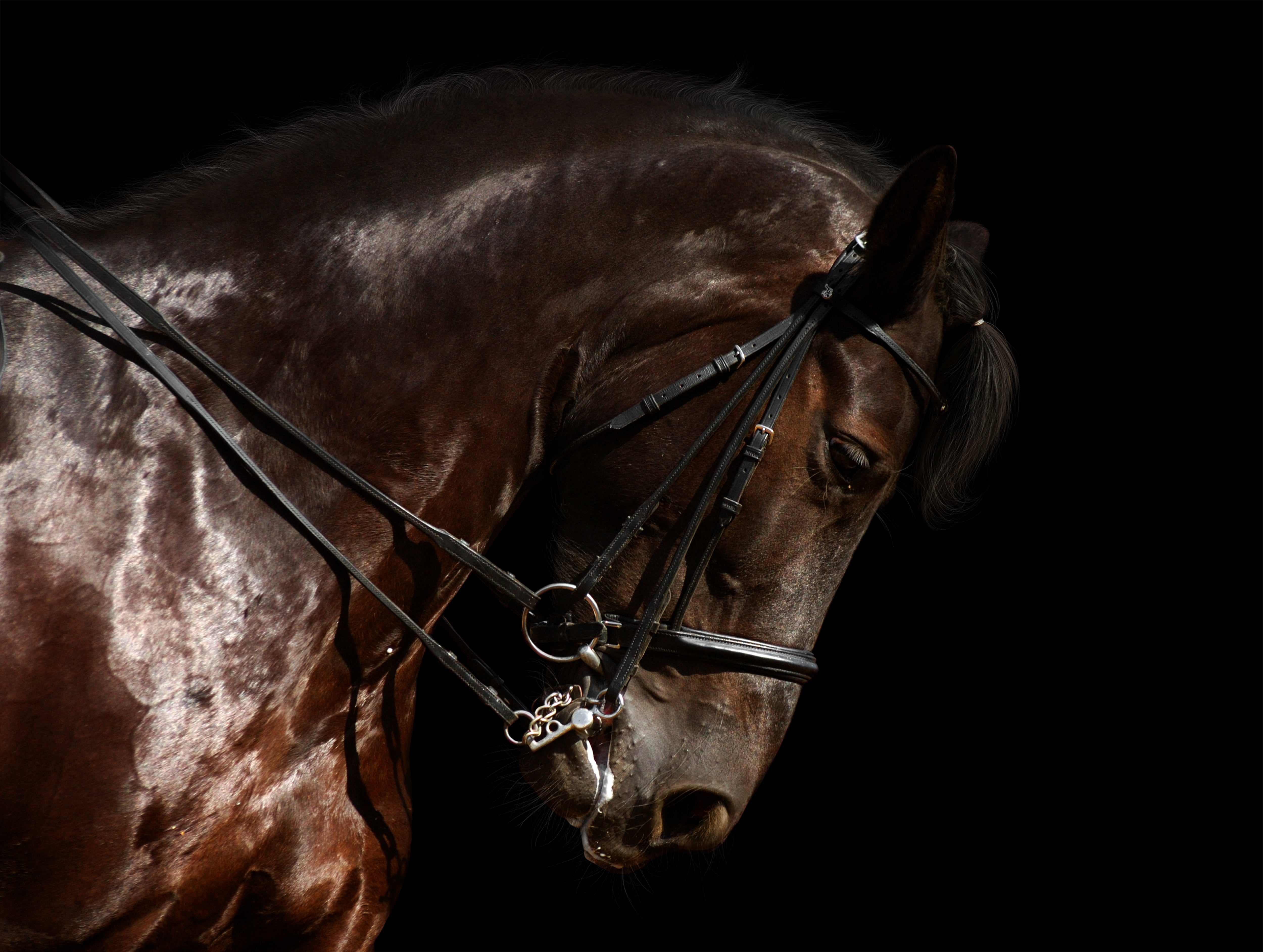 black background, animal, 4K, mare, close-up, animal Harness, vertebrate, farm, livestock, sport, beautiful, animals, black Color, no people, outdoors, HD Wallpaper