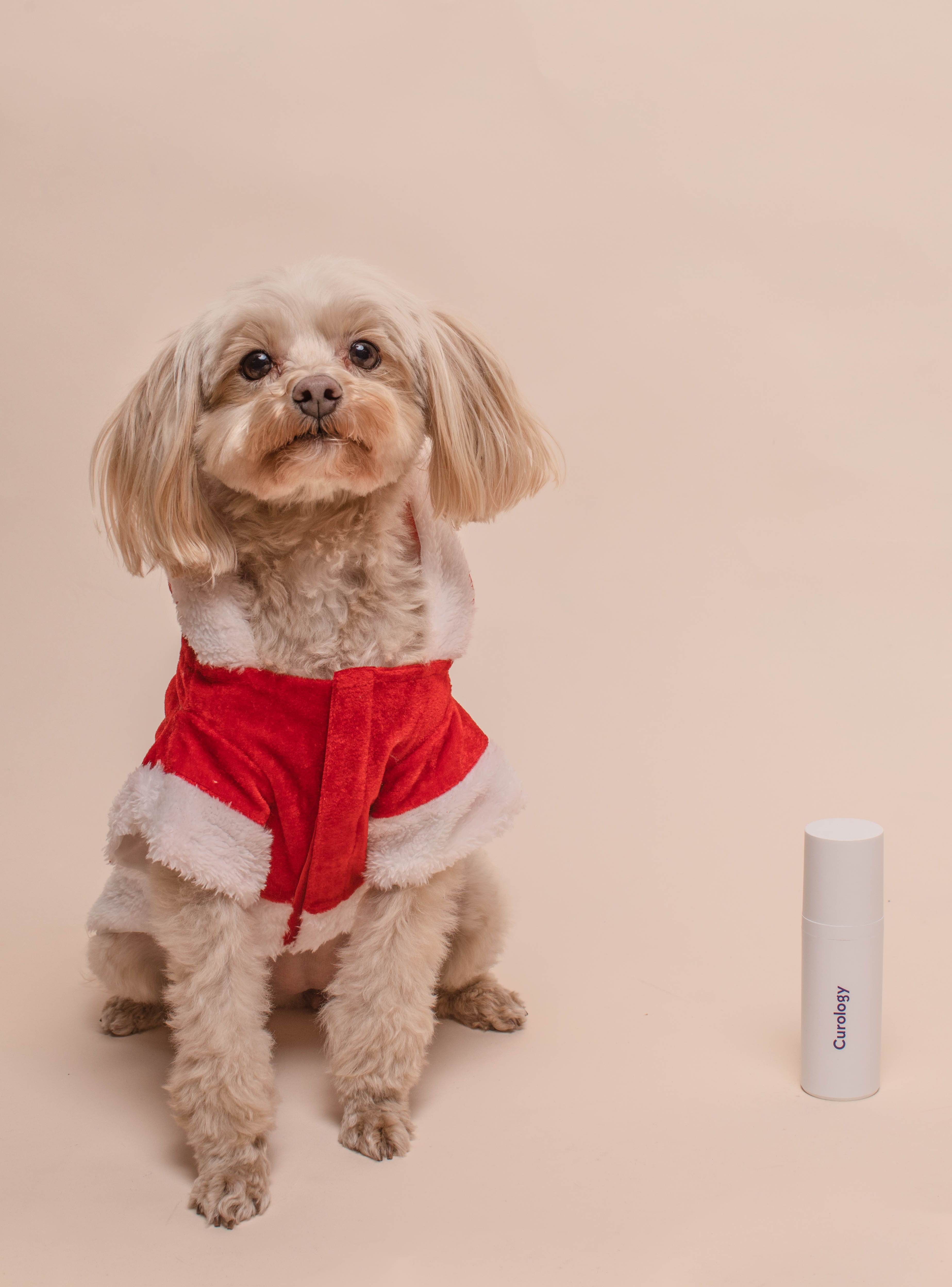 top, long, pc, wood, vertebrate, canine, looking at camera, mammal, dog, small, studio shot, red, poodle, finger, harness, screen, beige, 4K, terrier, Phone HD Wallpaper