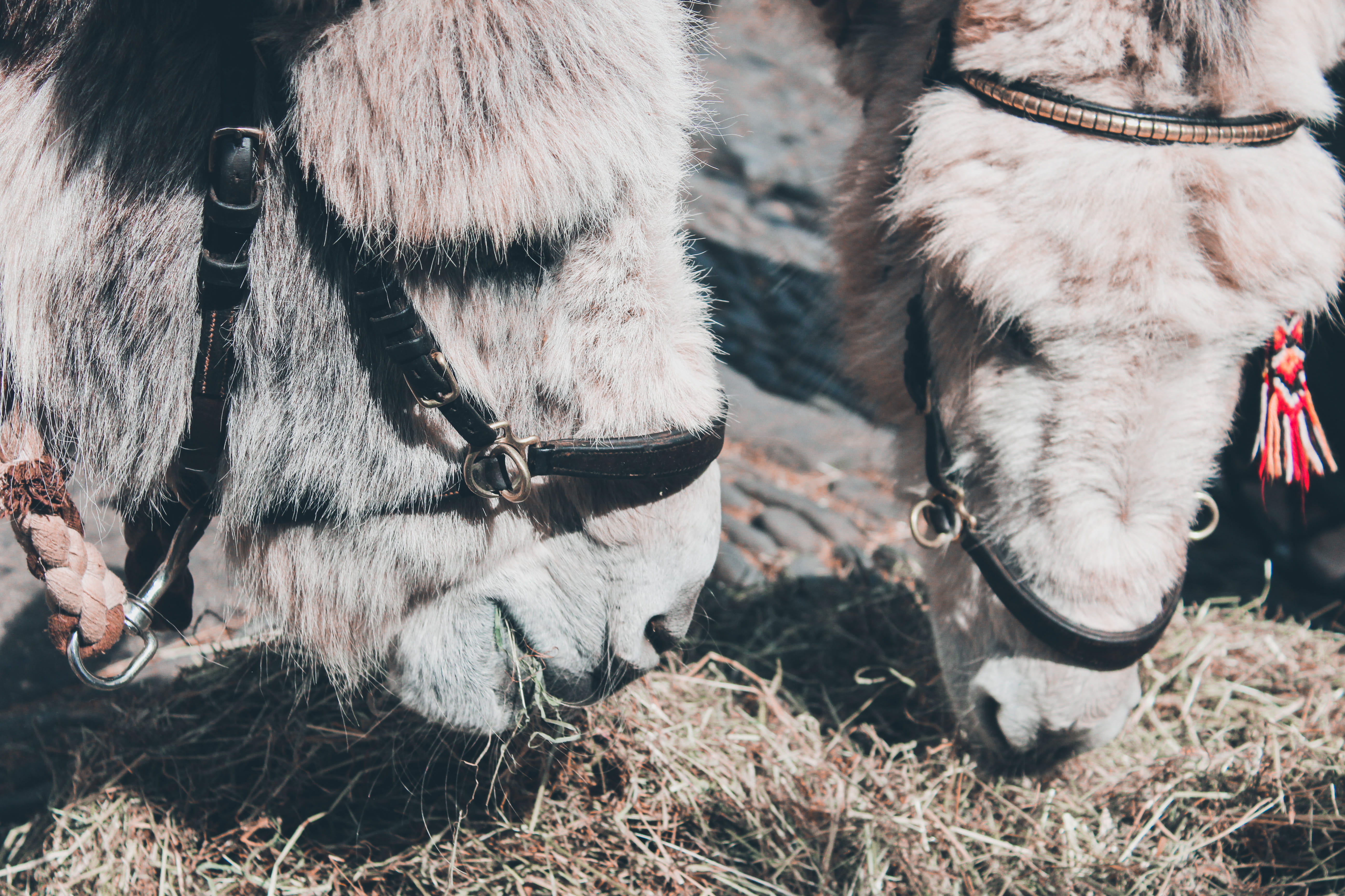 warm clothing, leash, horse, day, livestock, dog, animal body part, outdoors, 5K, harness, pets, gear, cow, accessories, no people, domestic, halter, mammal, HD Wallpaper