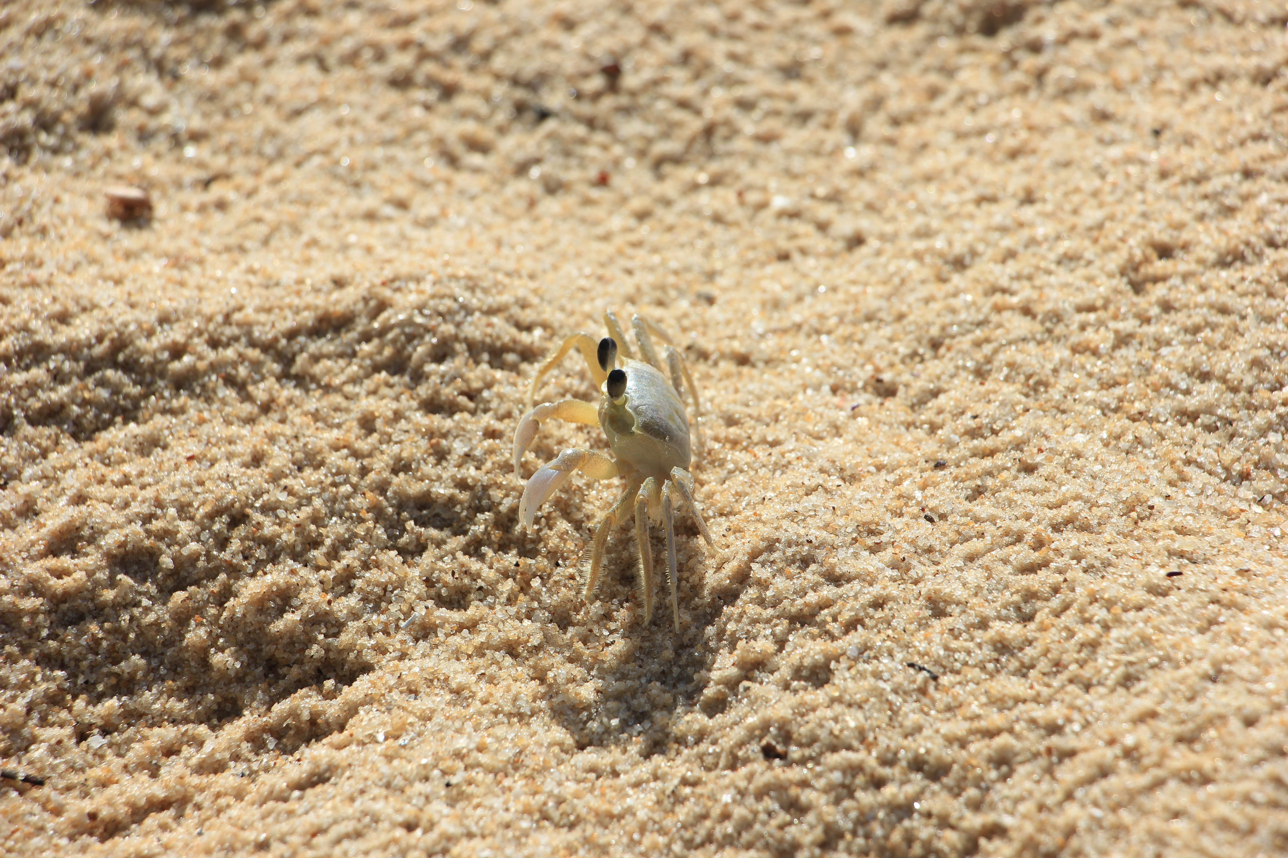 sand, beach, no people, animal themes, animal, bird, one animal, land, high angle view, rodent, close-up, animal wildlife, eyes, day, nature, selective focus, HD Wallpaper