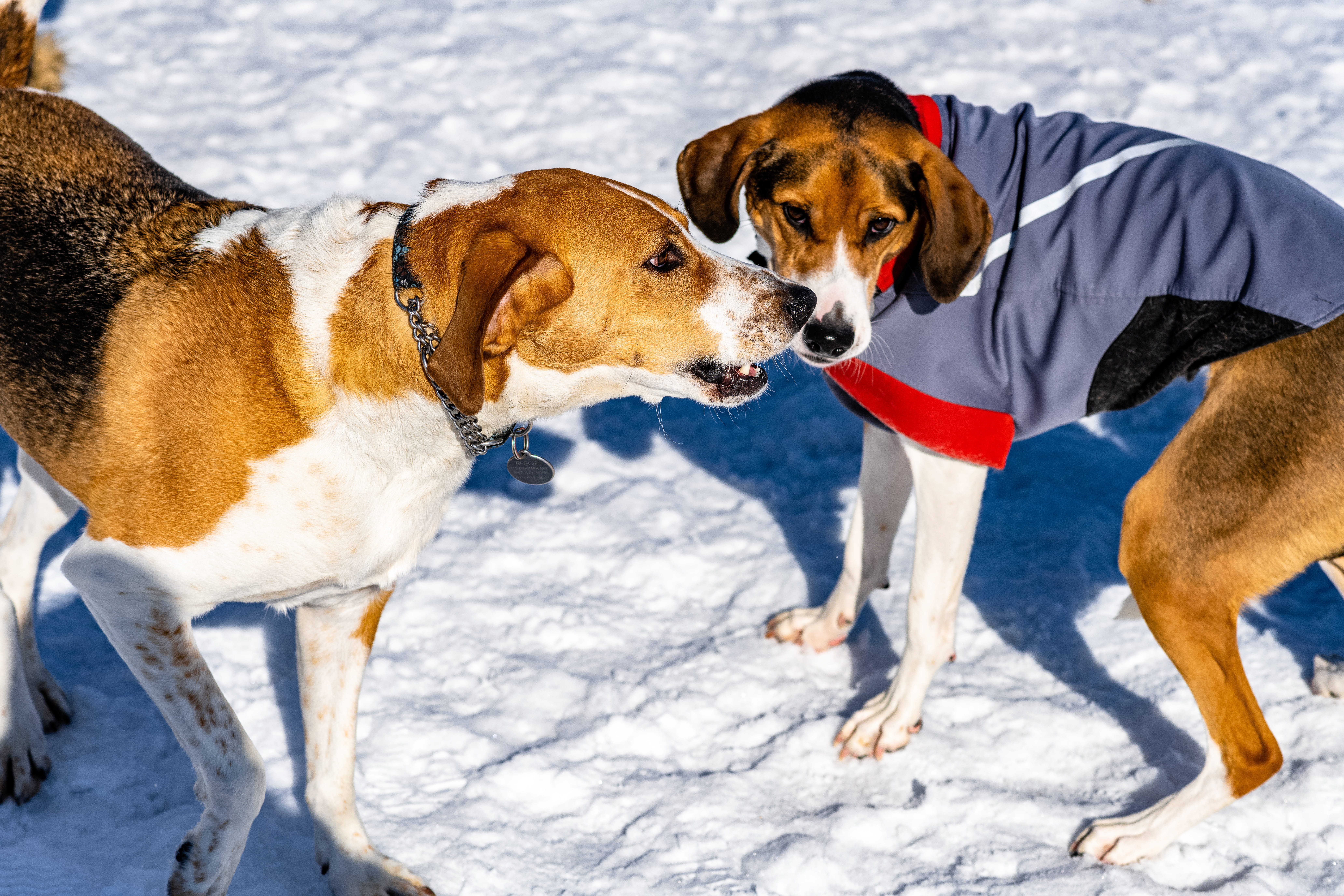 strap, mammal, looking, clothing, accessories, winter, pets, animal, animal themes, vertebrate, accessory, domestic, one animal, canine, standing, harness, HD Wallpaper