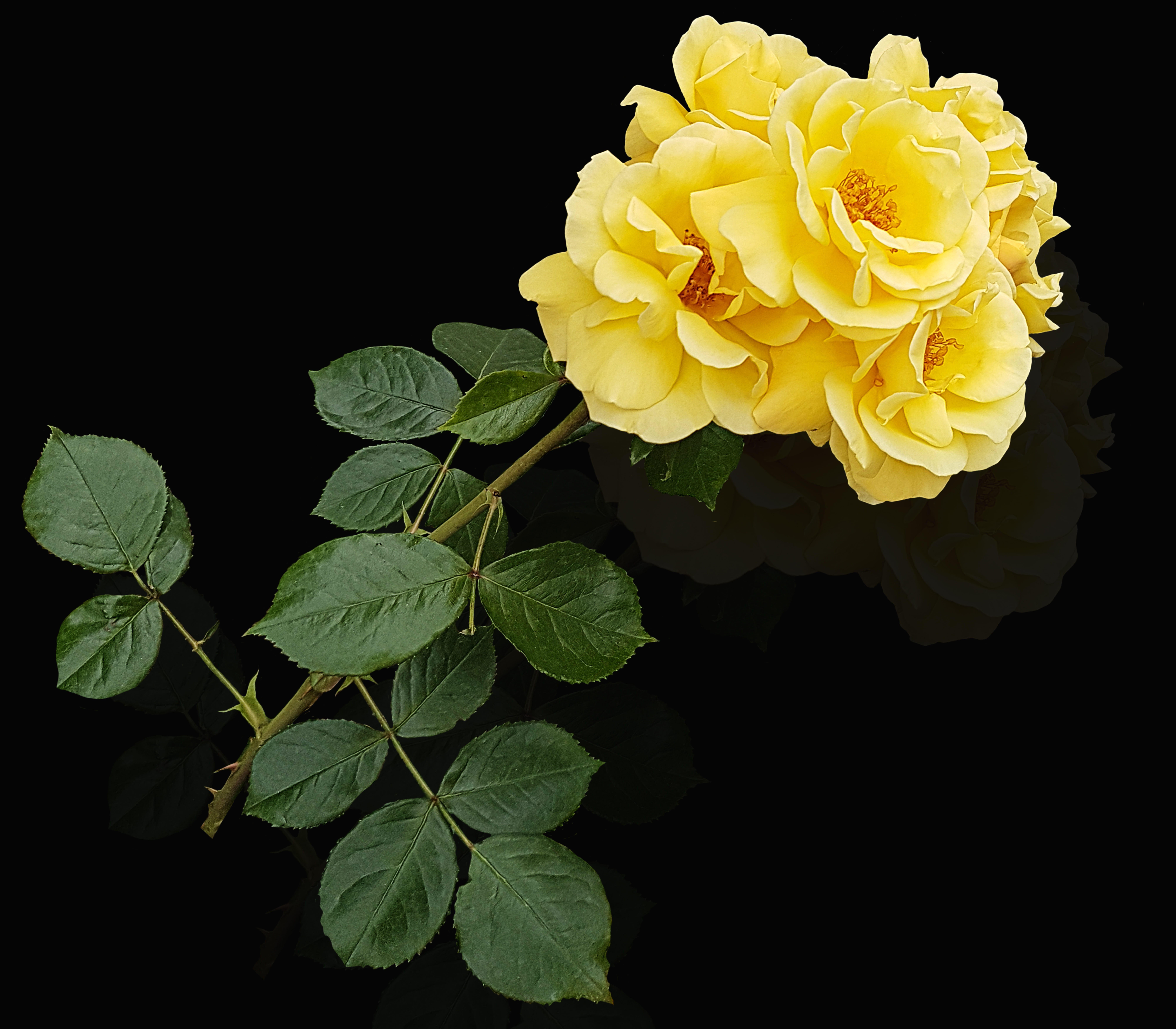inflorescence, plant, growth, yellow, plant part, petal, flowering plant, leaf, flower head, close-up, fragility, yellow flower, nature, rose - flower, HD Wallpaper
