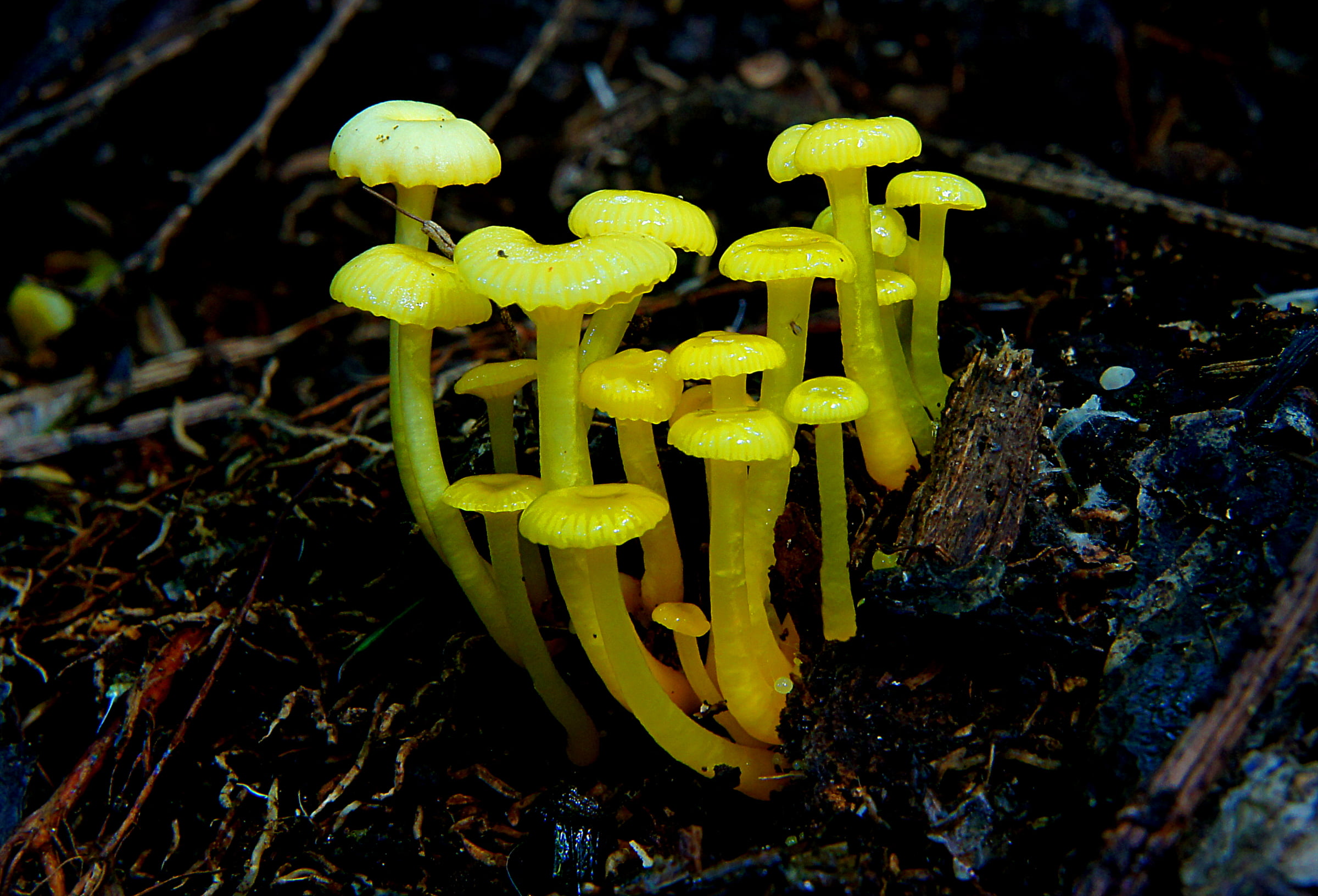 fungus, plant, forest, autumn, mushroom, Public Domain, CC0, photos, Dedication, Hygrocybe, nature, 1080P, Yellow, Fungi, Lemon, micro, photography, HD Wallpaper