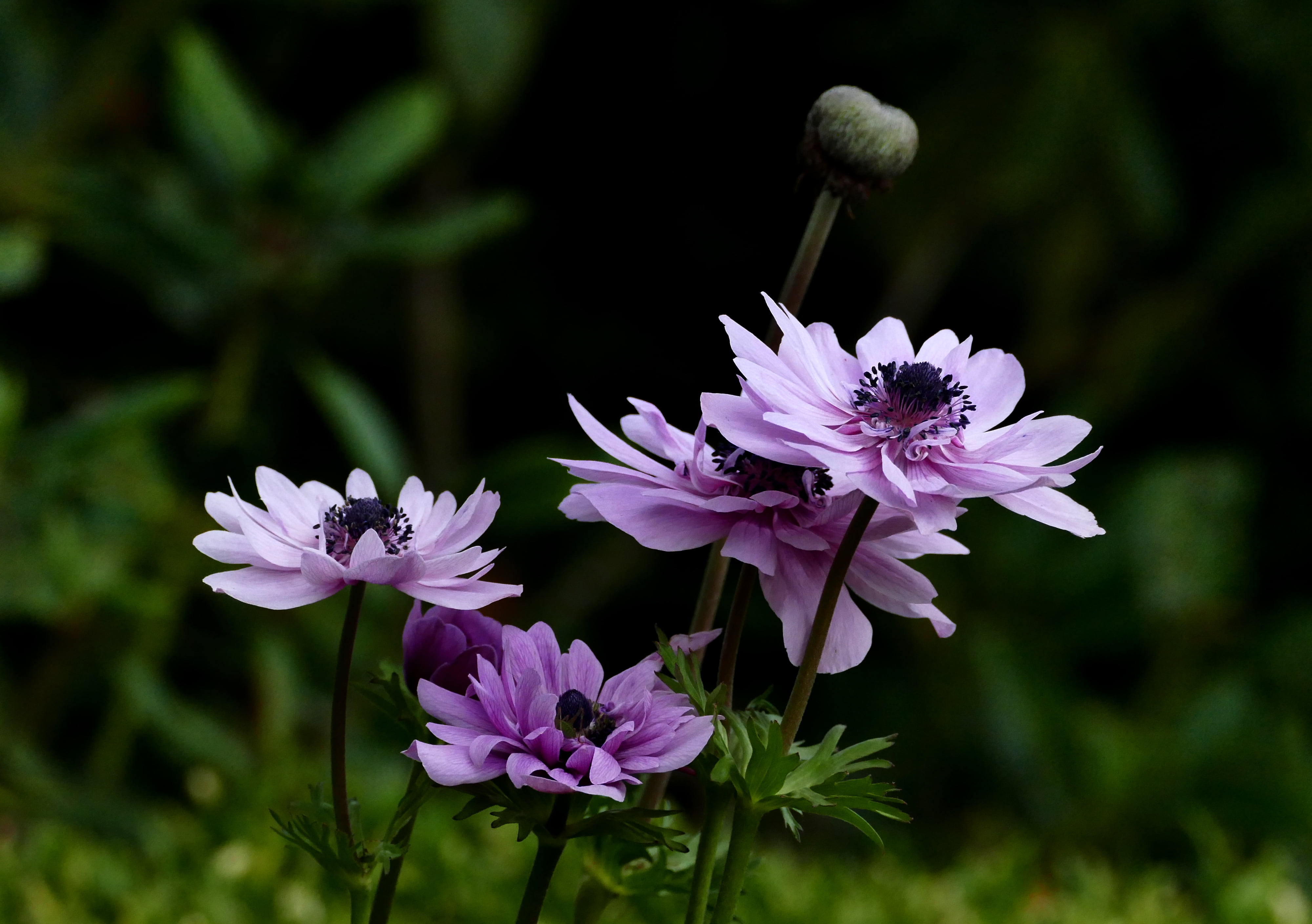 shallow focus, Dedication, nature, Public Domain, flower, CC0, Blue Flowers, purple, plant, shallow, 4K, photos, Anemone, focus, petal, close-up, photography, HD Wallpaper