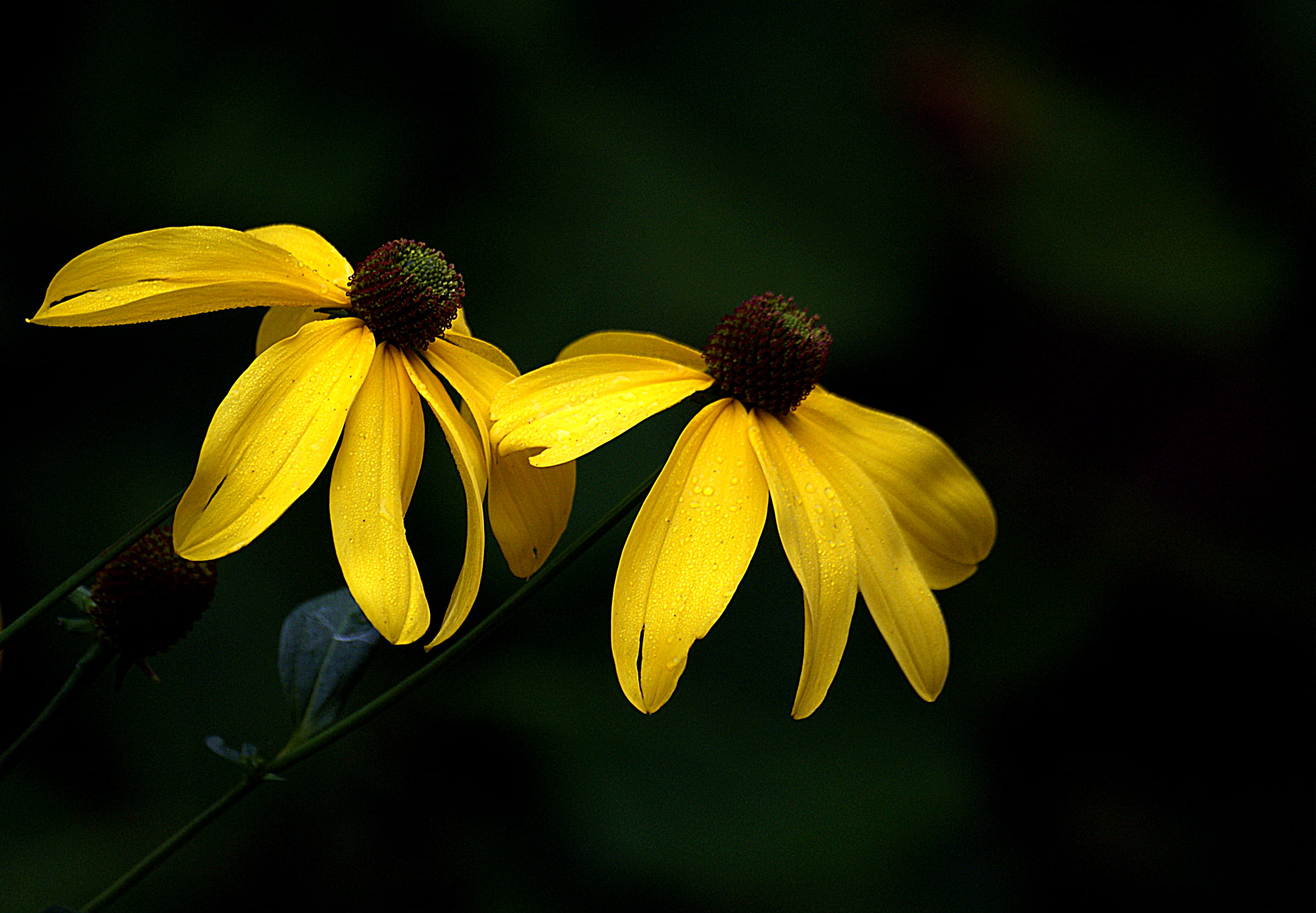 close up, Public Domain, Yellow, close, Blackeyed Susan, petal, plant, mellow, close-up, photo, nature, blackeyed, CC0, Flower, summer, Dedication, 1080P, HD Wallpaper