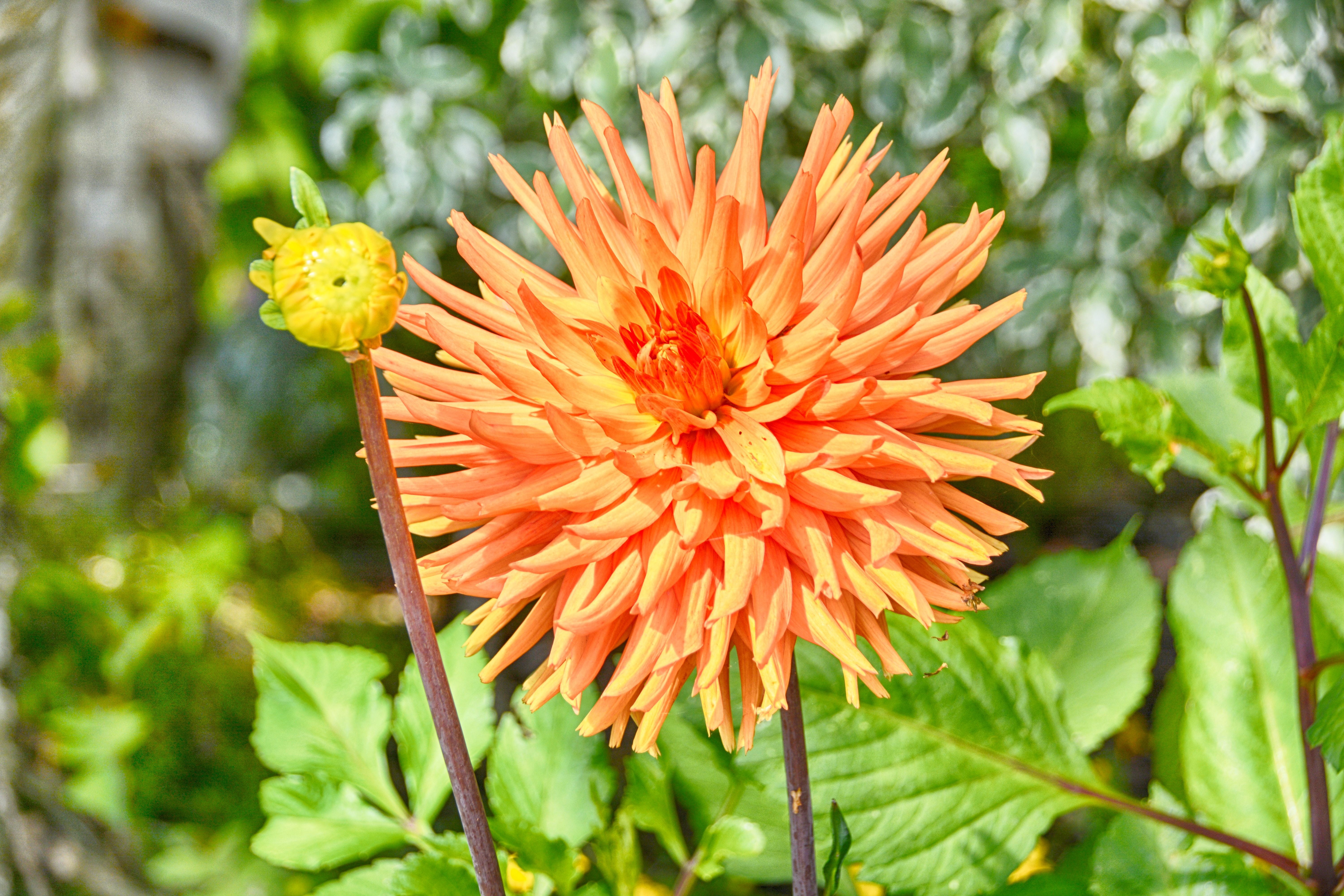 flora, fragility, flower Head, petals, petal, close-up, inflorescence, botany, nature, growth, day, vulnerability, fall, plant, focus on foreground, orange color, HD Wallpaper