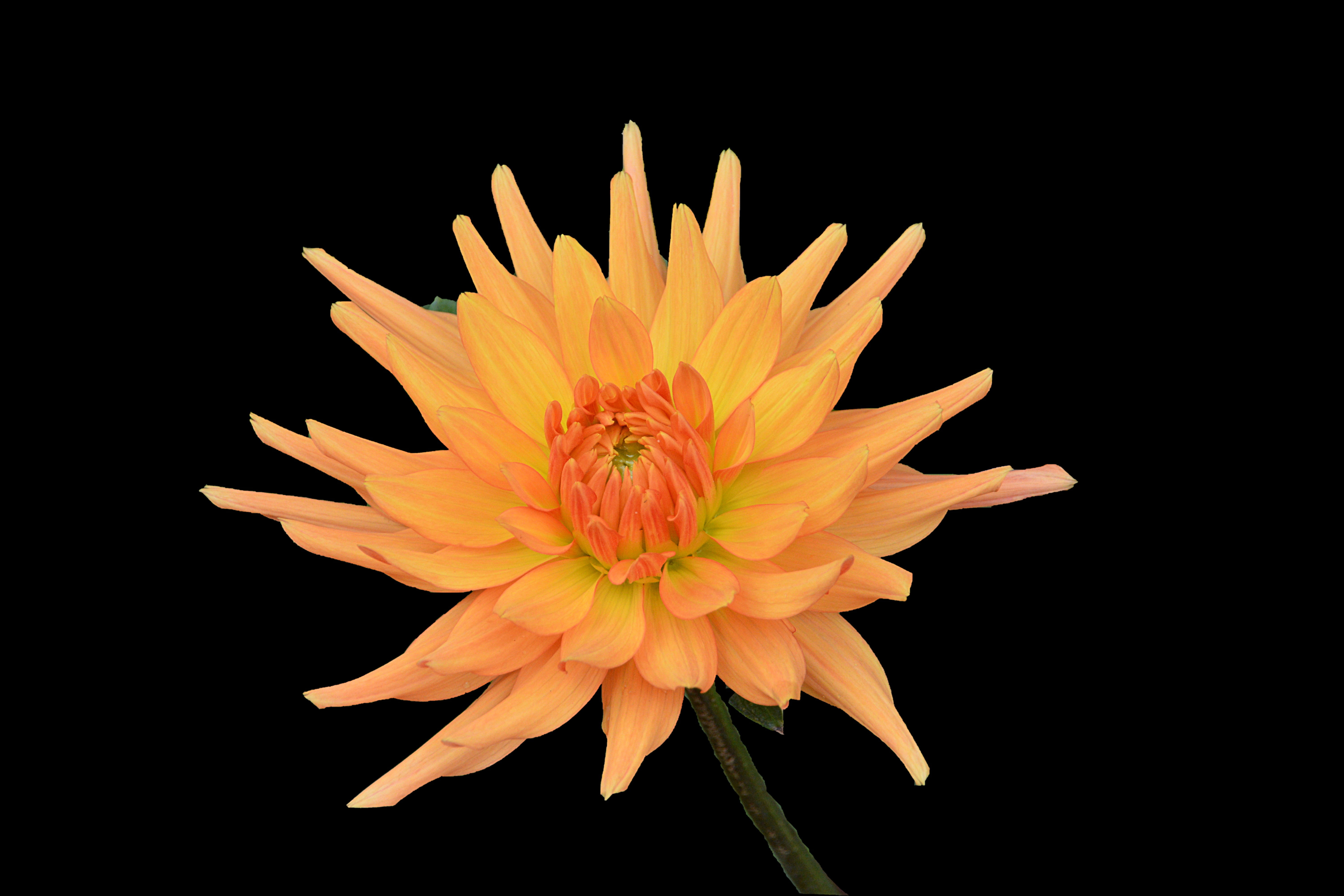 petals, freshness, animal wildlife, plant, flowering, pollen, flora, flowering plant, garden, 5K, vulnerability, beauty in nature, autumn flowers, toussaint, HD Wallpaper