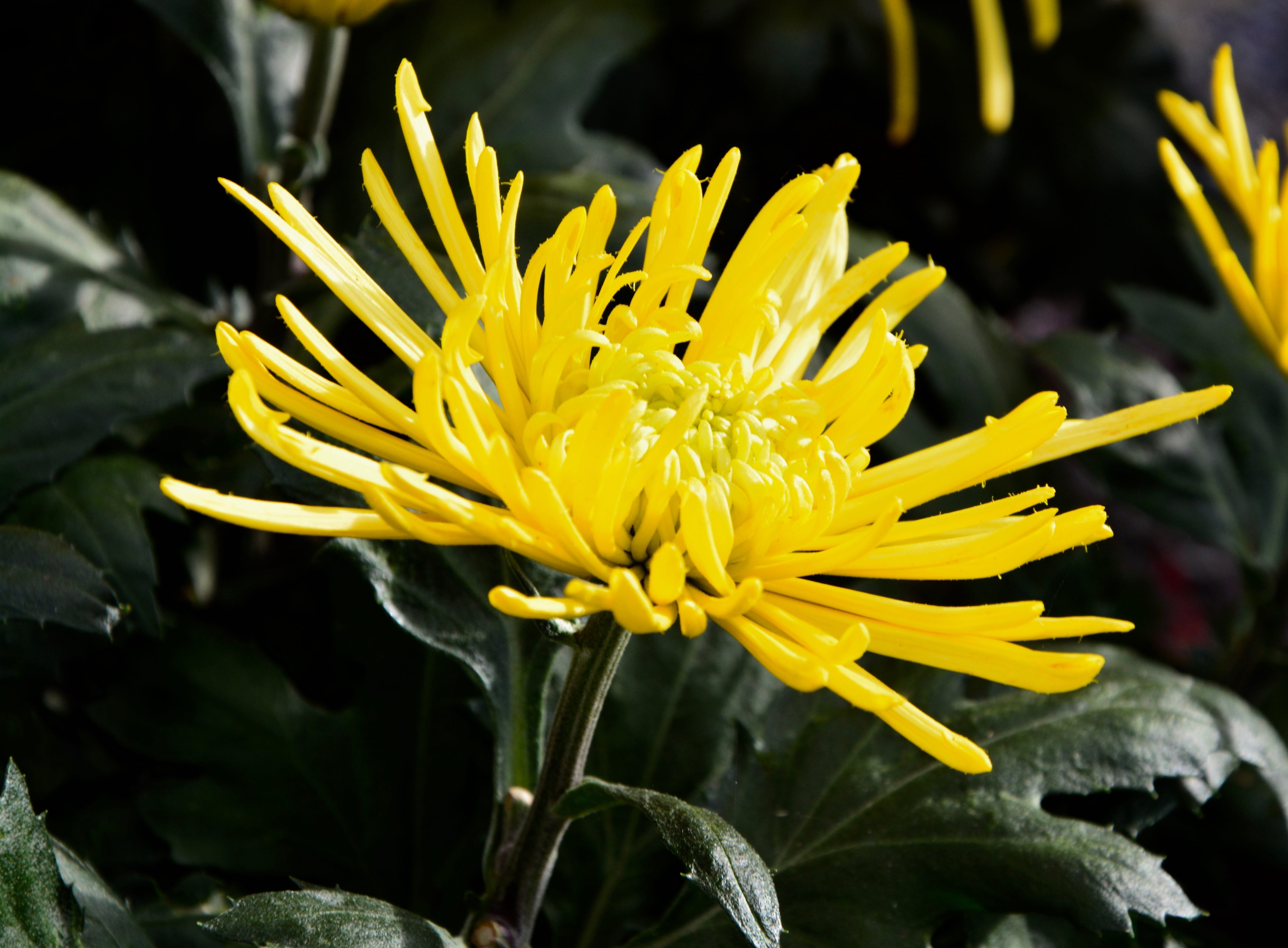 growth, day, flower color yellow, mums, botany, beauty in nature, flower head, chrysanthemum, flowers fall, toussaint, plant, yellow, no people, nature, HD Wallpaper