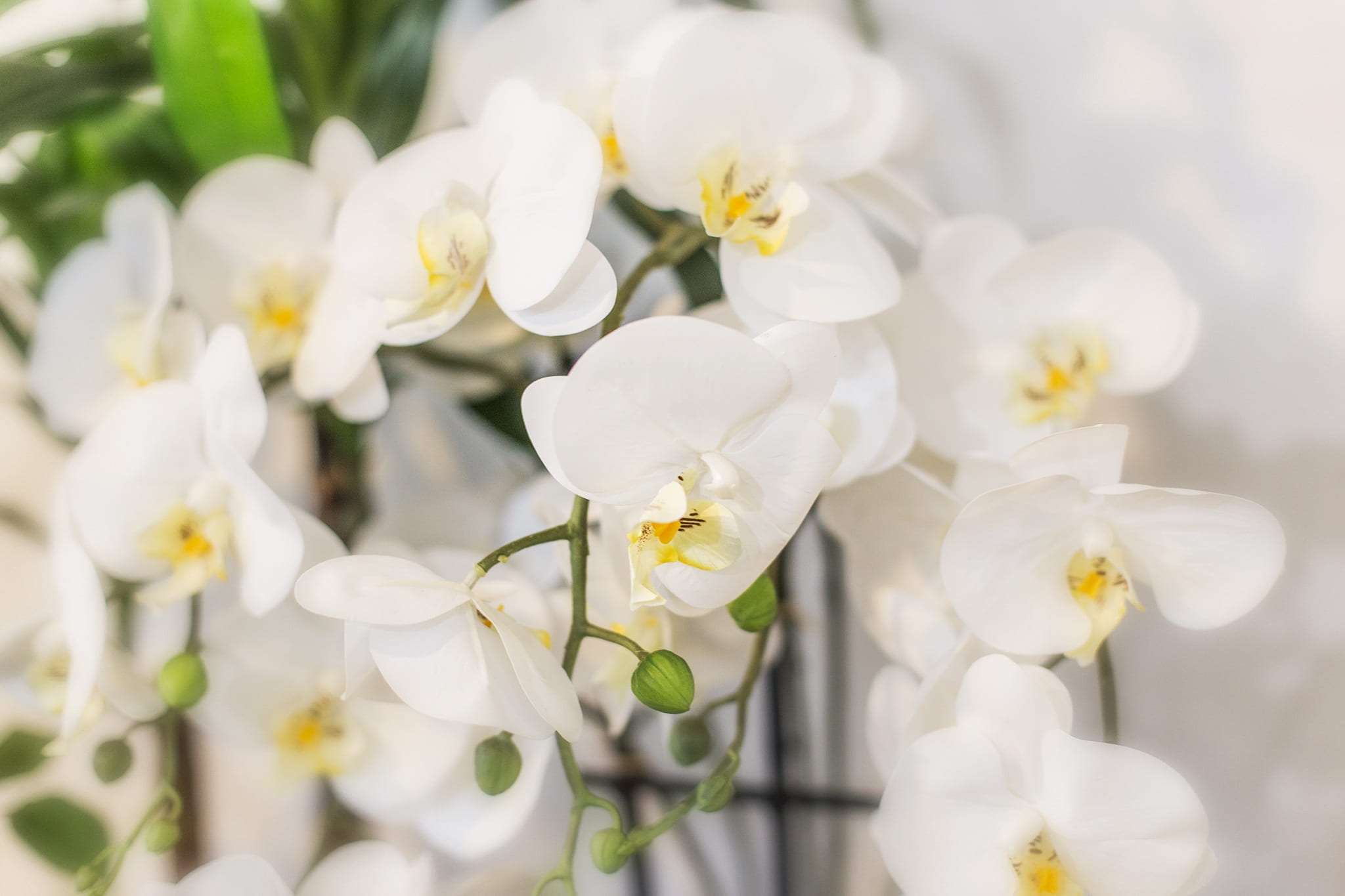 petal, nature, beauty in nature, freshness, 1080P, no people, day, vulnerability, pretty flower, toussaint, flower head, white color, flower, close-up, HD Wallpaper