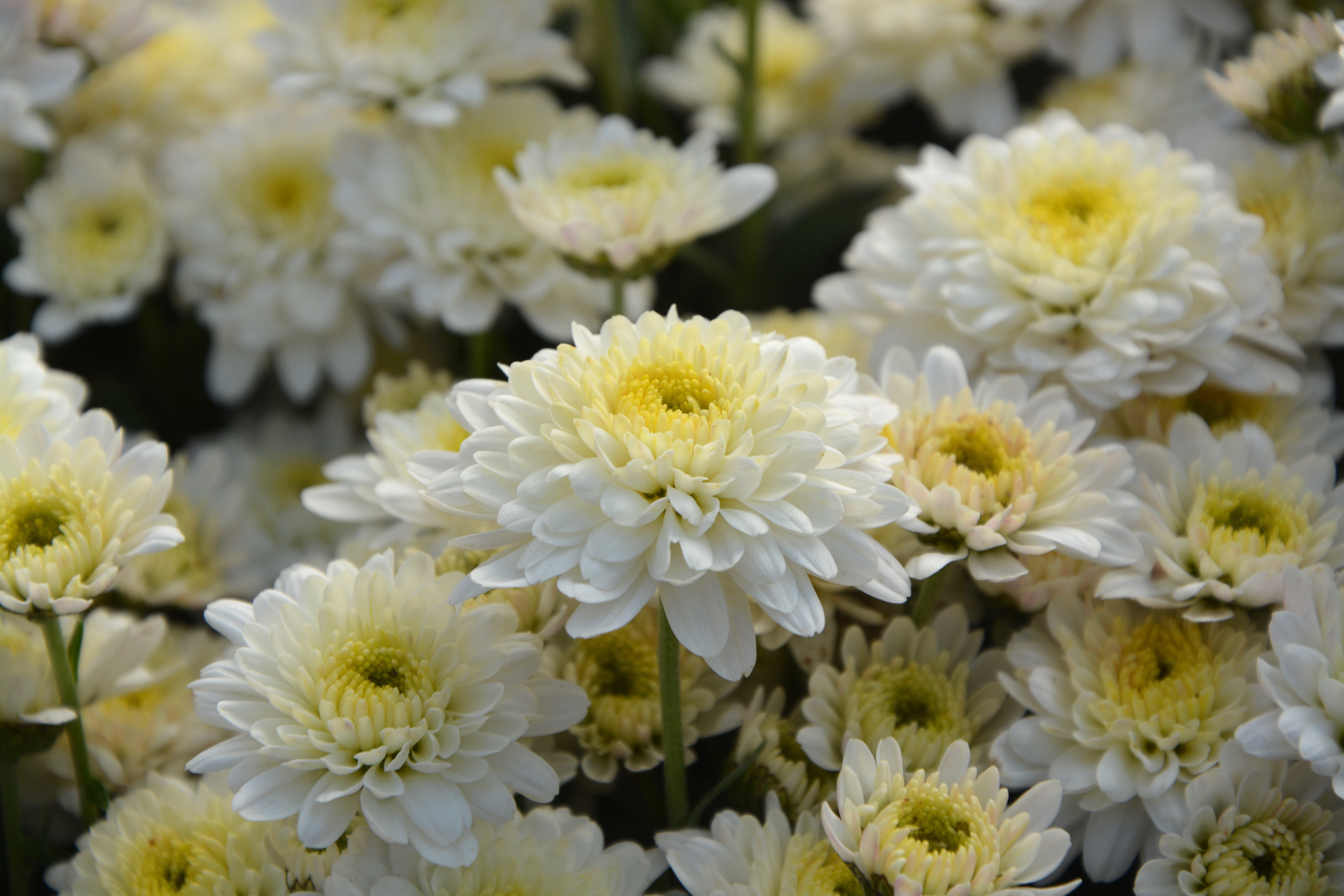 decoration, plants, 5K, massif, growth, botany, inflorescence, yellow, flowers nature, flowers, flowering plant, no people, bouquet, outdoors, flowering, HD Wallpaper