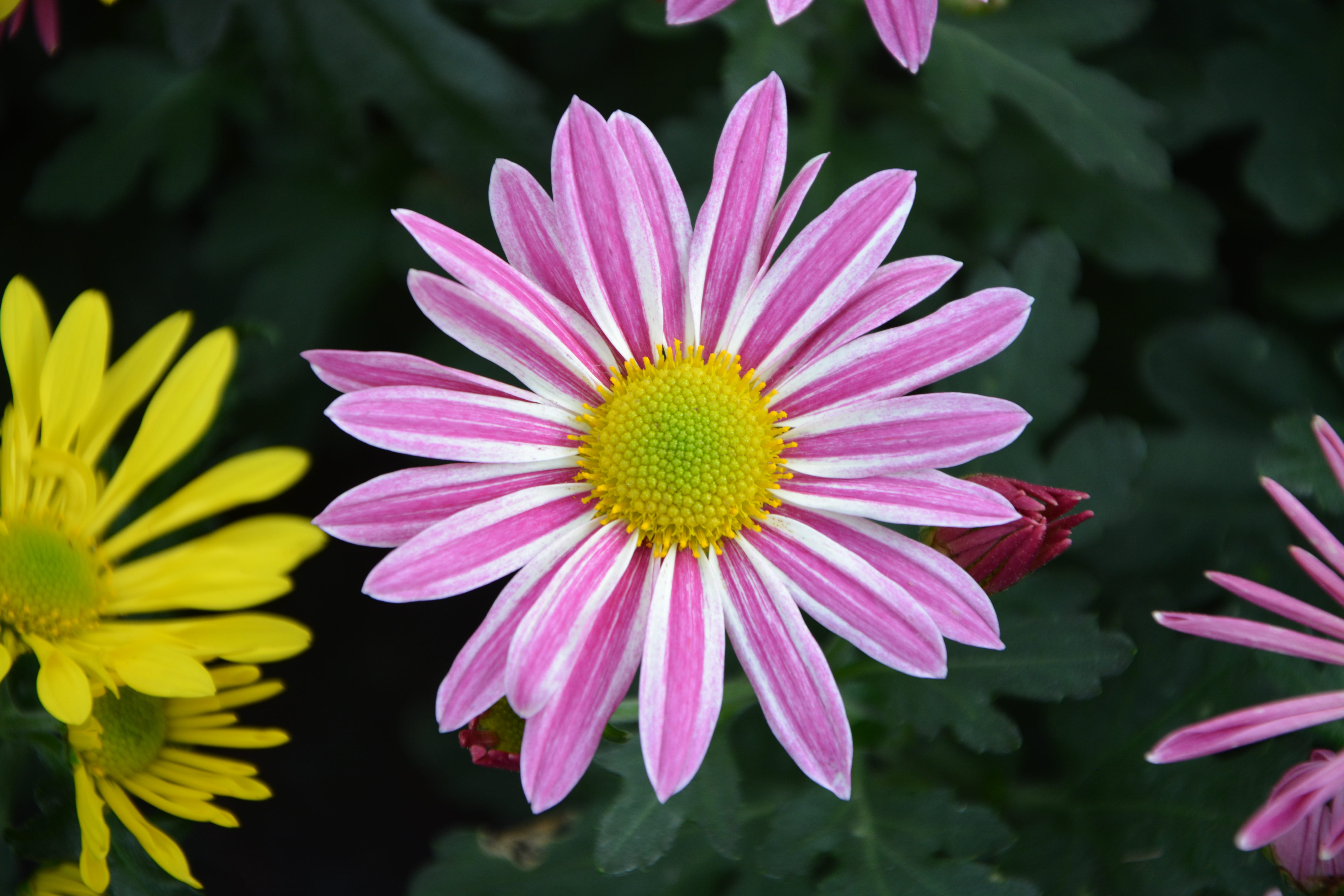 beauty in nature, flowers flowers, 5K, pink color, flowering, fragility, flower head, petals, outdoors, growth, flower, osteospermum, colors, yellow white purple, HD Wallpaper