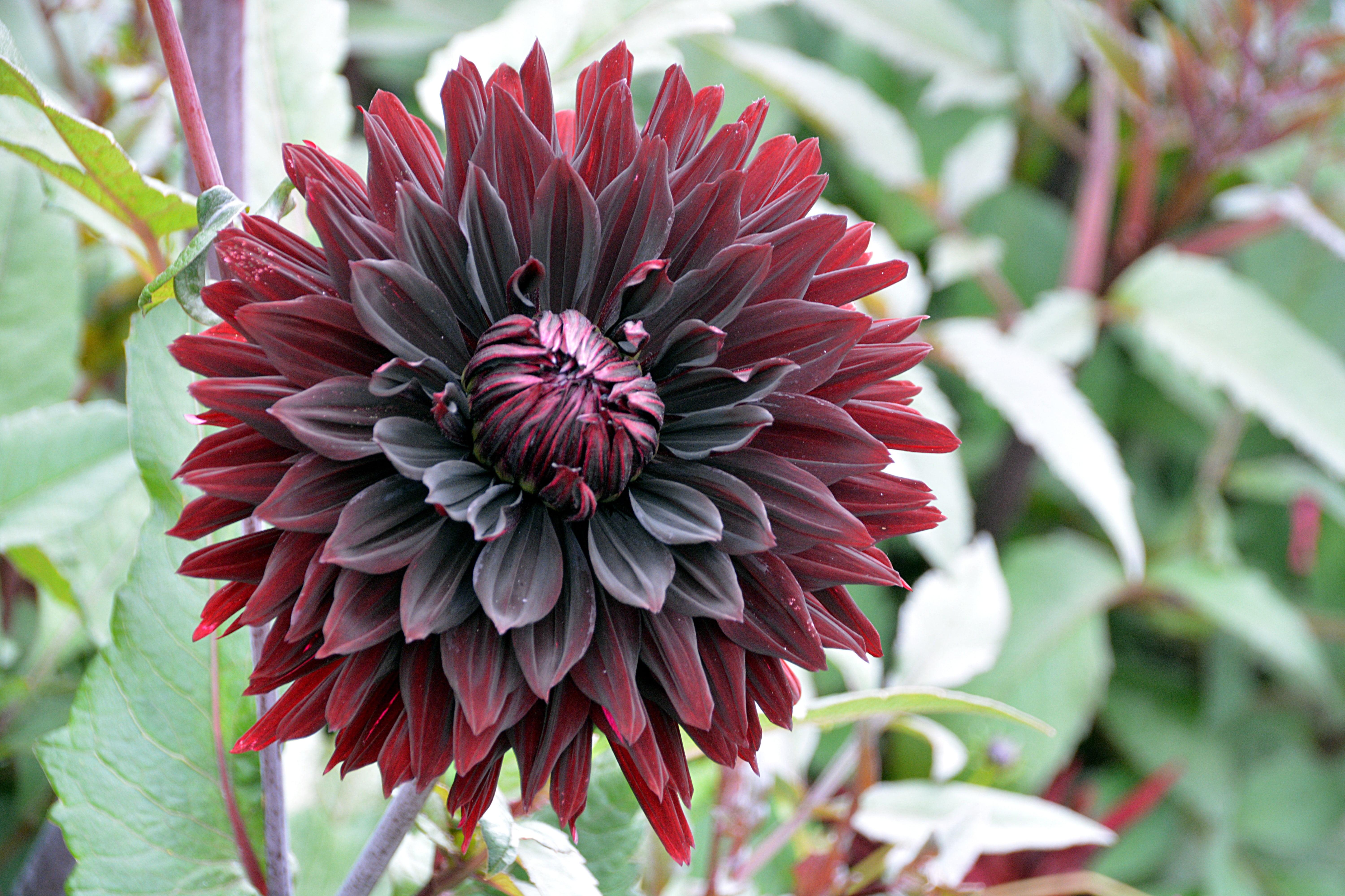 chrysanthemum, garden, growth, no people, plant, red, freshness, purple, 5K, photography, flower, flowering, inflorescence, closeup, fragility, dahlia, HD Wallpaper