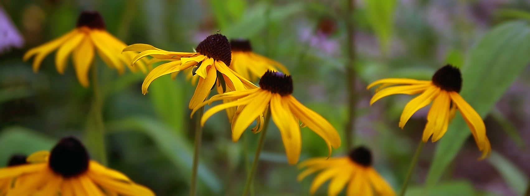 Desktop  s, Cover, HD, 720P, flower, Brown-Eyed Susan, Best, Yellow, Format, Favorite, Top, Timeline, Facebook, photo, close up, Brown-Eyed  Susan, 16x9, HD Wallpaper