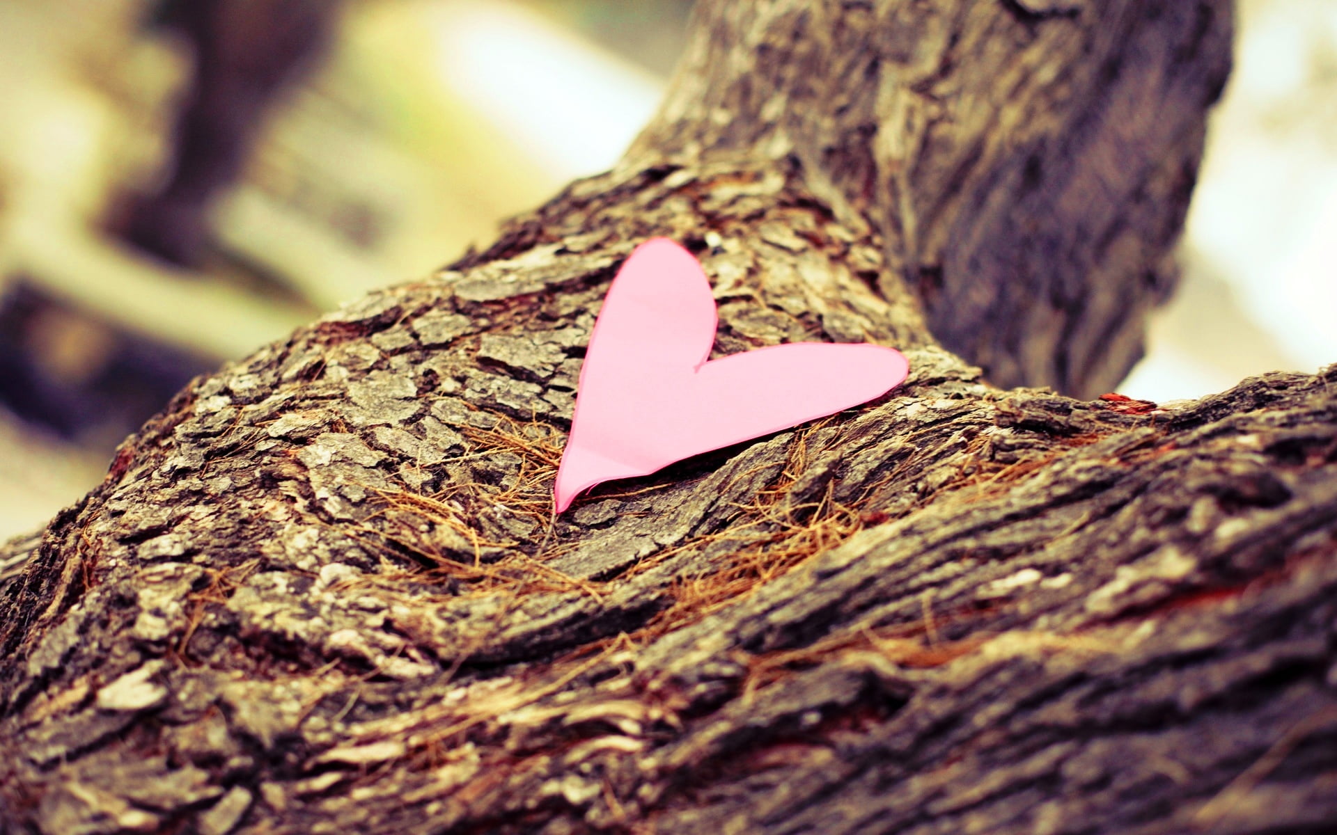 trunk, rough, focus on foreground, heart shape, 1080P, Love, selective focus, wood - material, close-up, day, positive emotion, cutout, no people, bark, HD Wallpaper