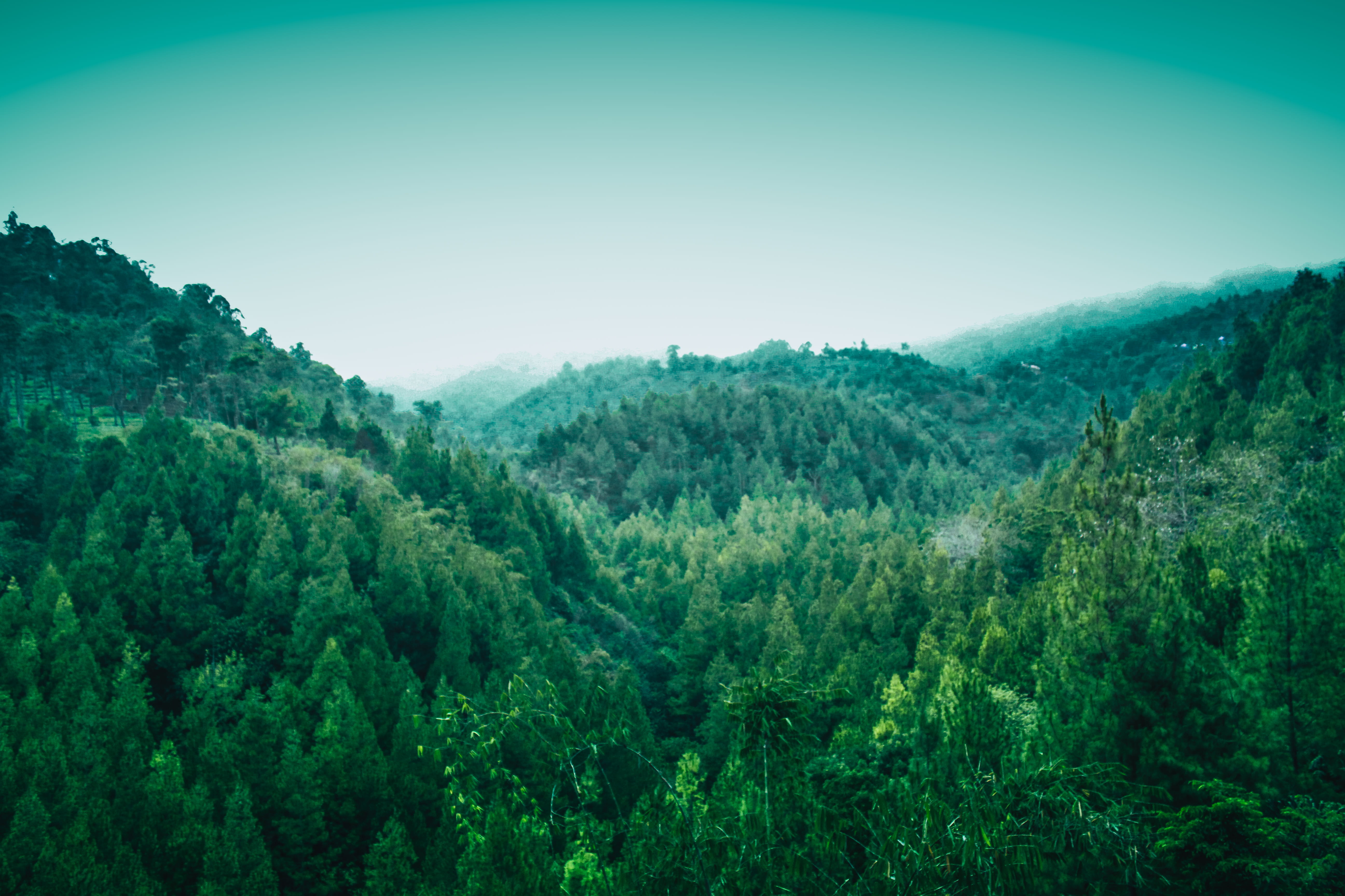 landscape, rainforest, 5K, land, growth, day, tranquil scene, lenscape, forest, fold, trees, no people, non-urban scene, foliage, tree, coban putri, tranquility, HD Wallpaper