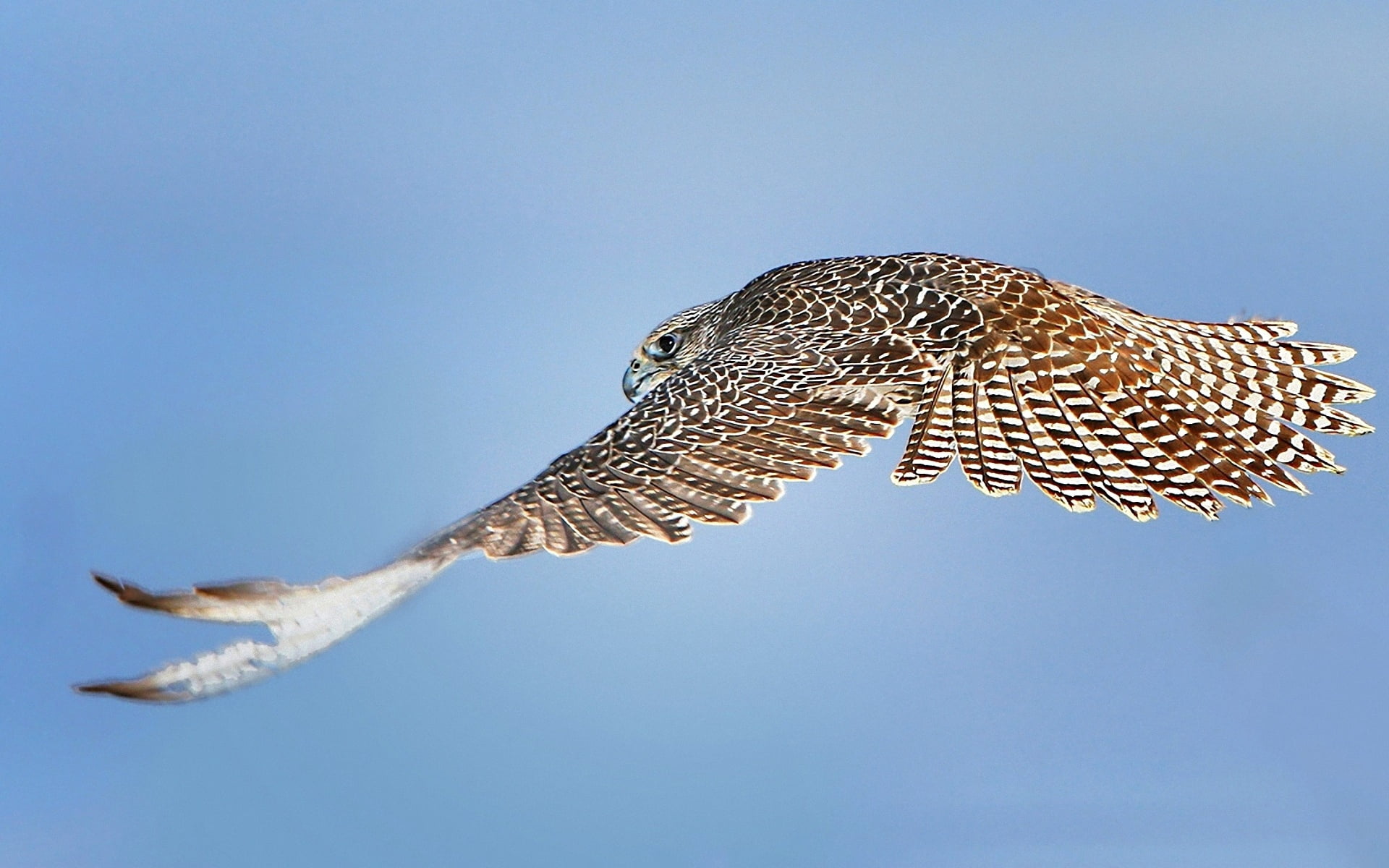 day, spread wings, beak, animal, bird of Prey, carnivore, clear sky, animals In The Wild, wildlife, sky, no people, blue, sunny, animal wildlife, animal Wing, HD Wallpaper
