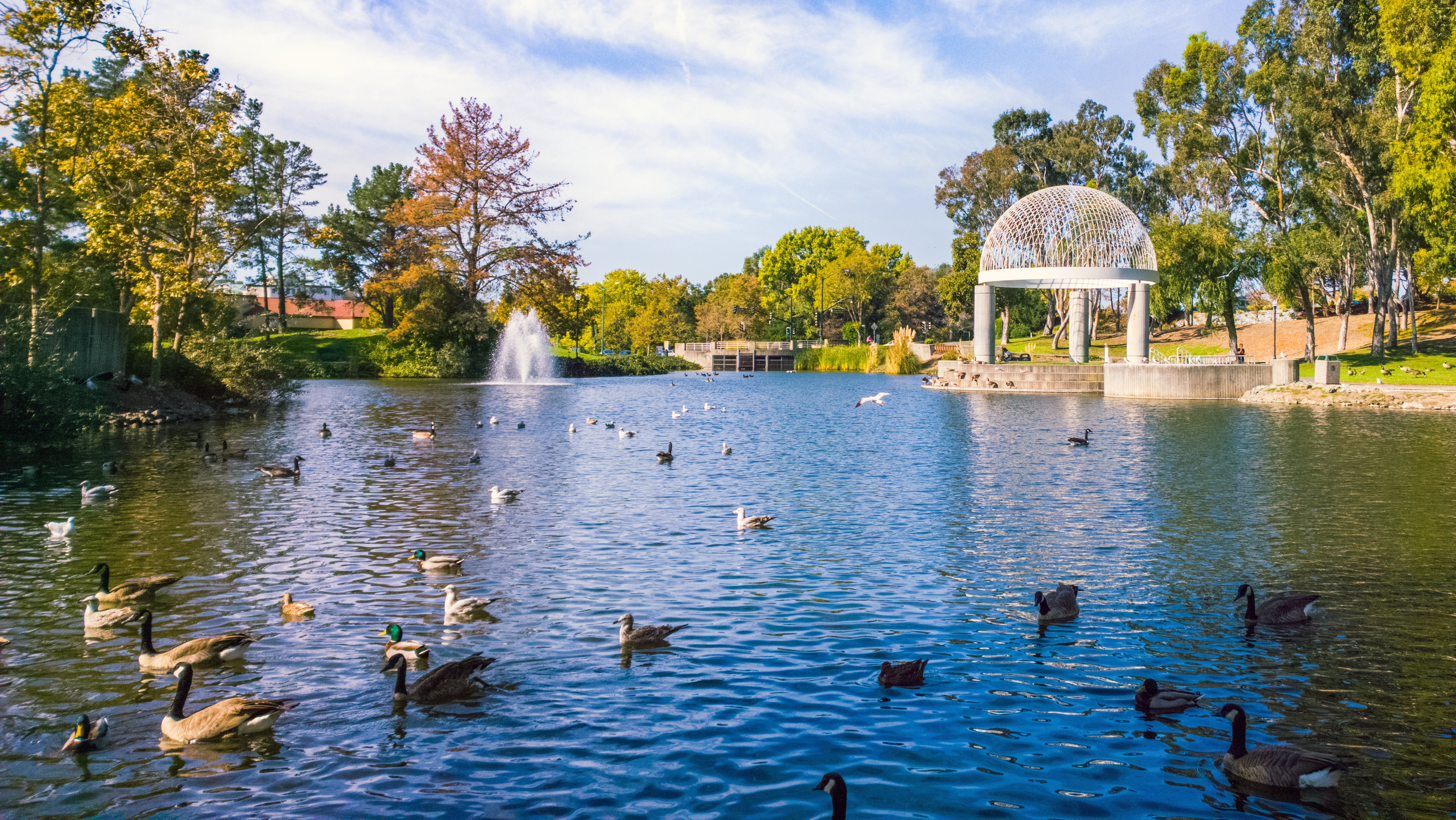 lake, 5K, built structure, outdoors, sky, no people, large group of animals, instead, animals in the wild, animal wildlife, duck, swimming, animal, vertebrate, HD Wallpaper