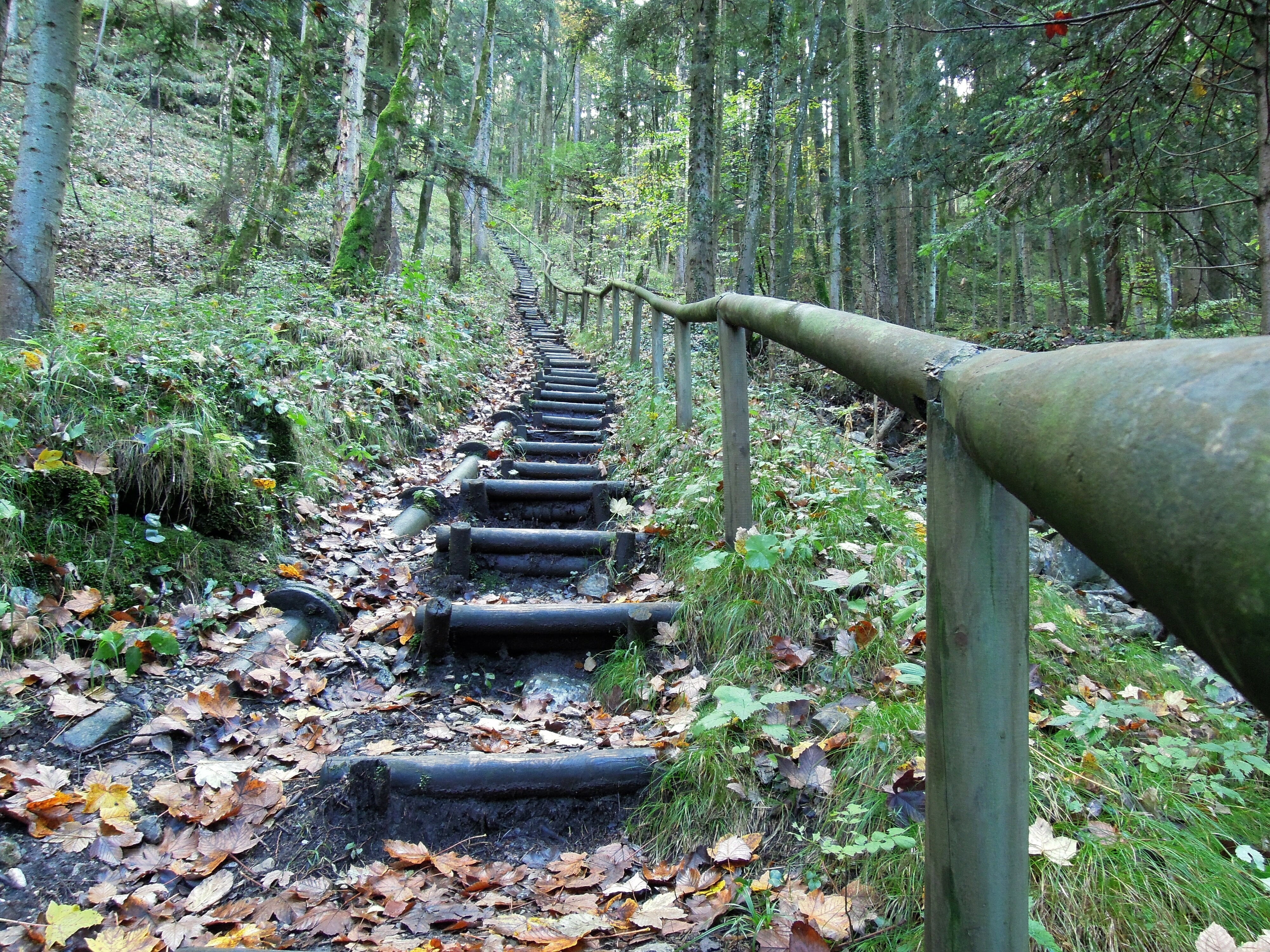path, plant part, surrounded, no people, woodland, plant, mountain, direction, natural forest, away, steps, emergence, trees, land, stairs, high, rise, HD Wallpaper
