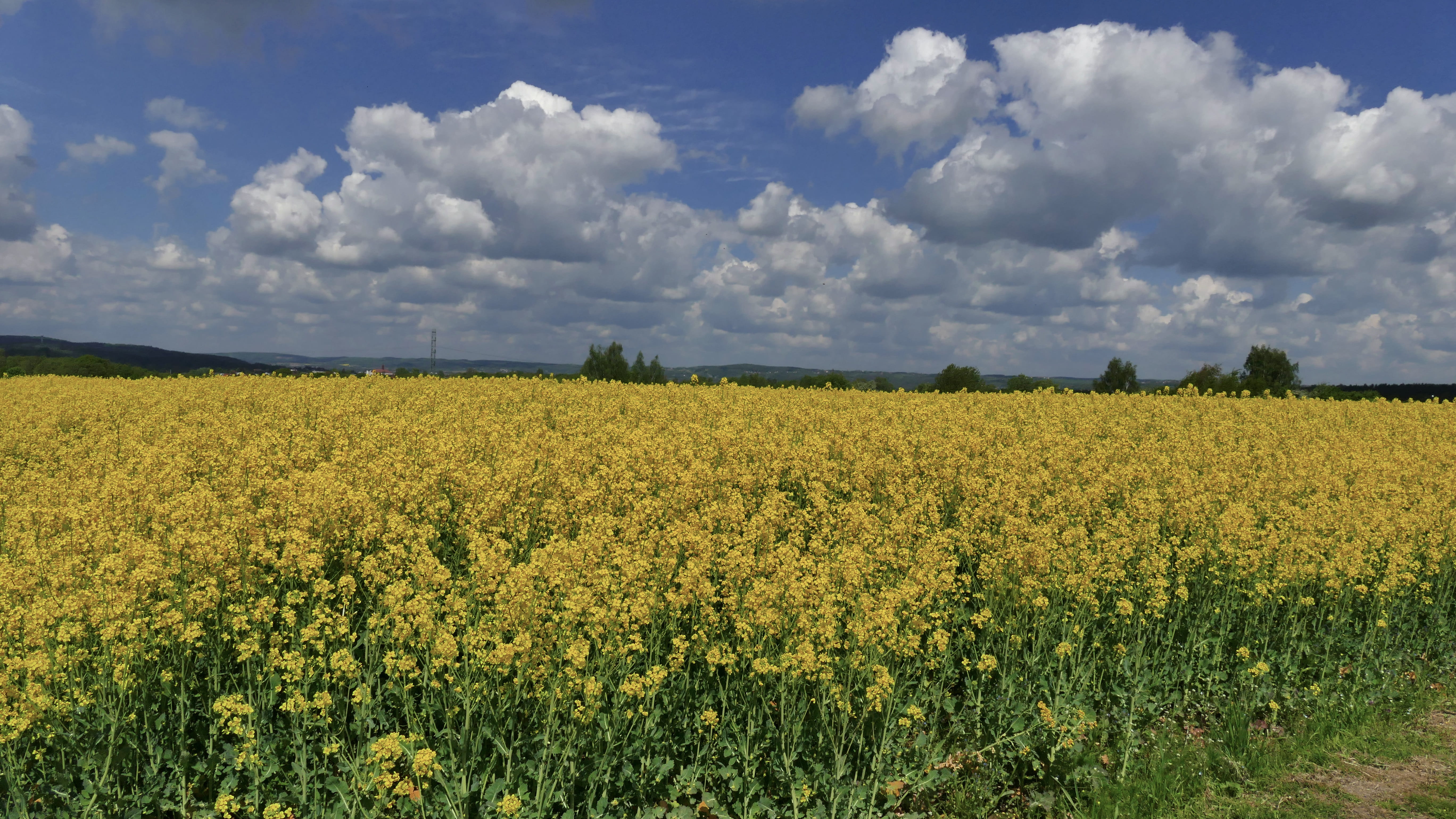 rapeseed, zagon, flowering, nectar, outdoors, oil, pollination, pollen, springtime, oilseed rape, tranquility, clouds, rural scene, tranquil scene, field, HD Wallpaper