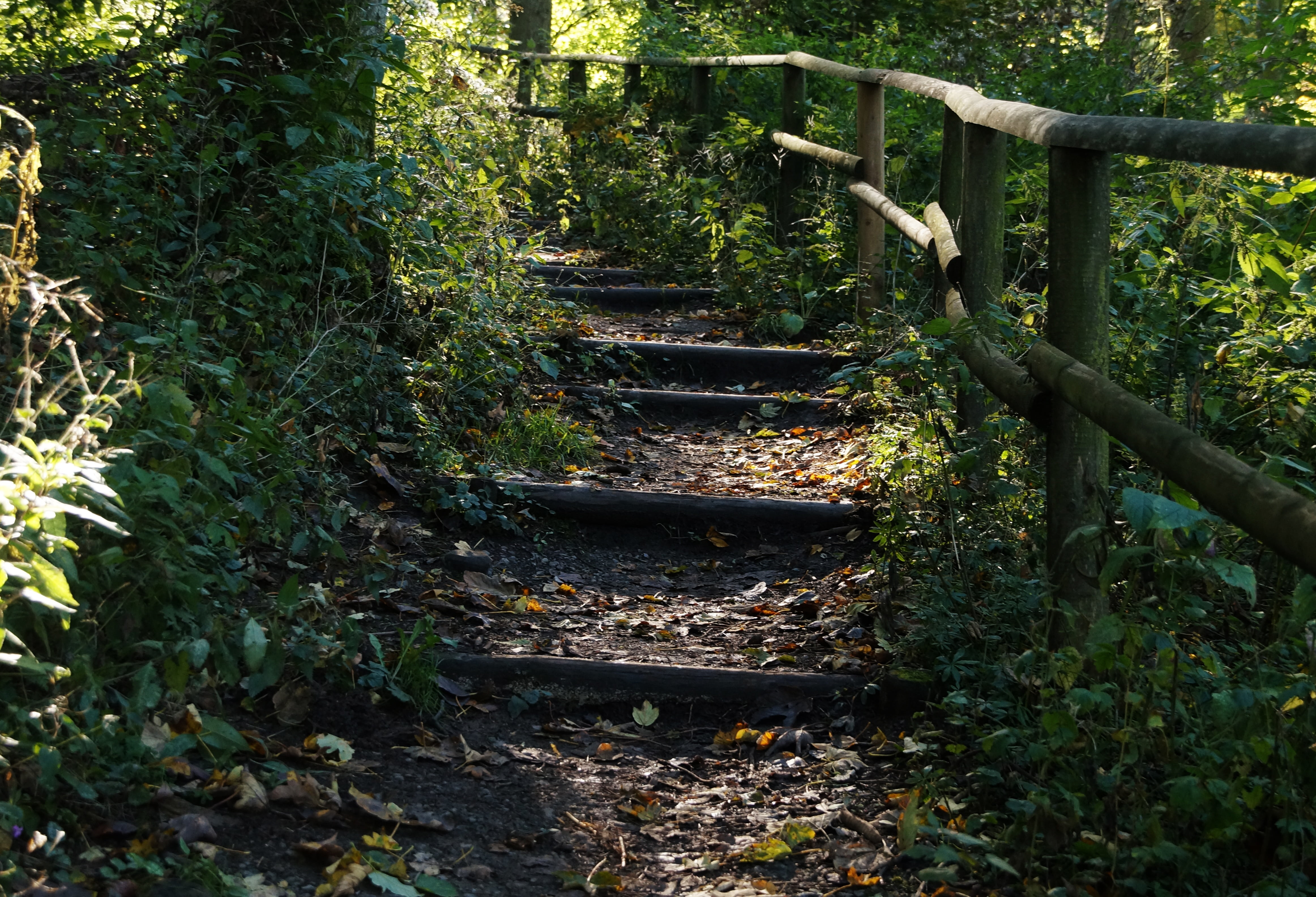 away, shadow, level, summer, abandoned, land, track, nature, plant part, stairs, railing, 4K, human, outdoors, emergence, forest, staircase, architecture, HD Wallpaper