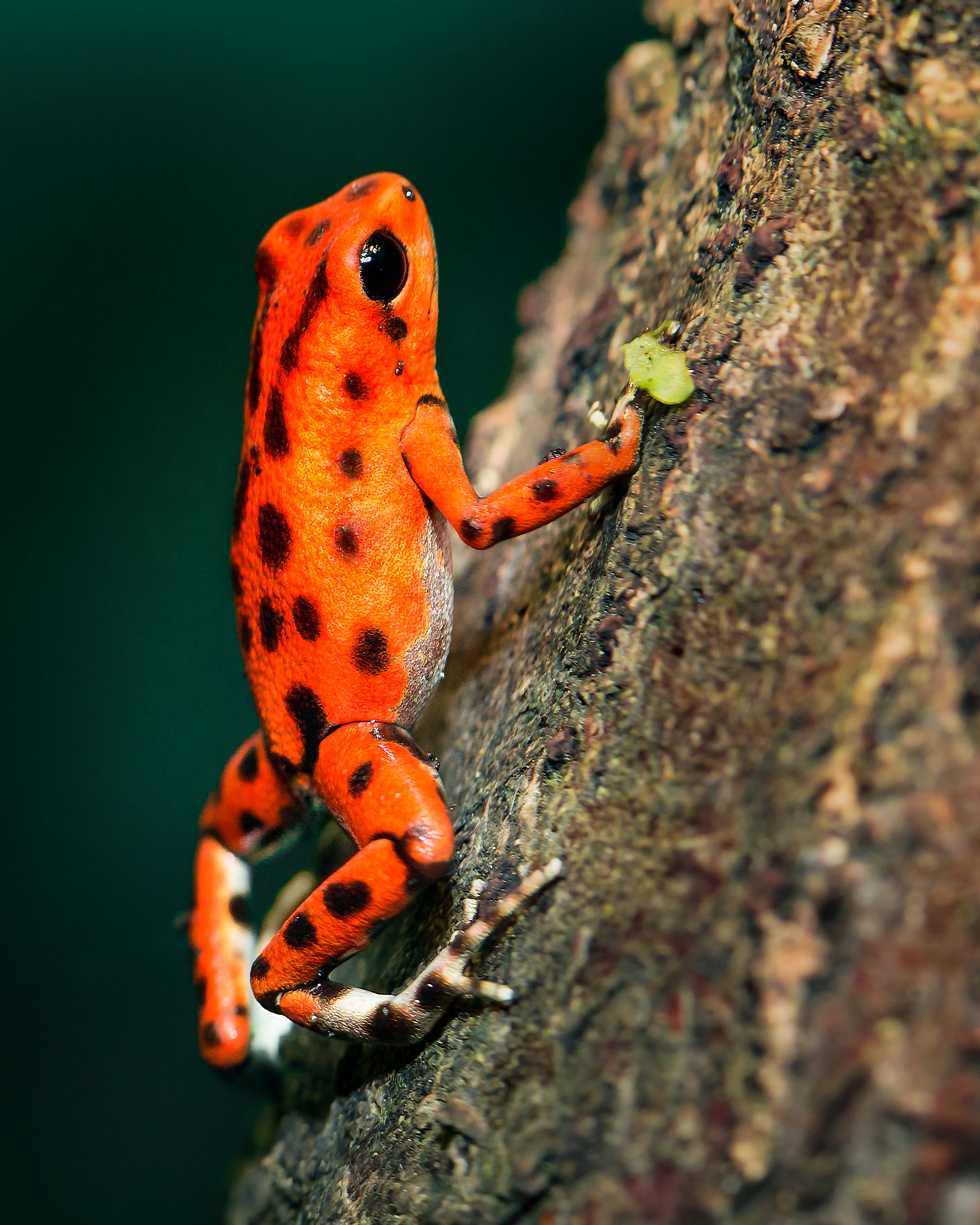 close-up, tree, orange color, day, poison, animals in the wild, nature, wood, insect, spots, red, colors, amphibian, frog, trunk, darth, wild, animal wildlife, Phone HD Wallpaper