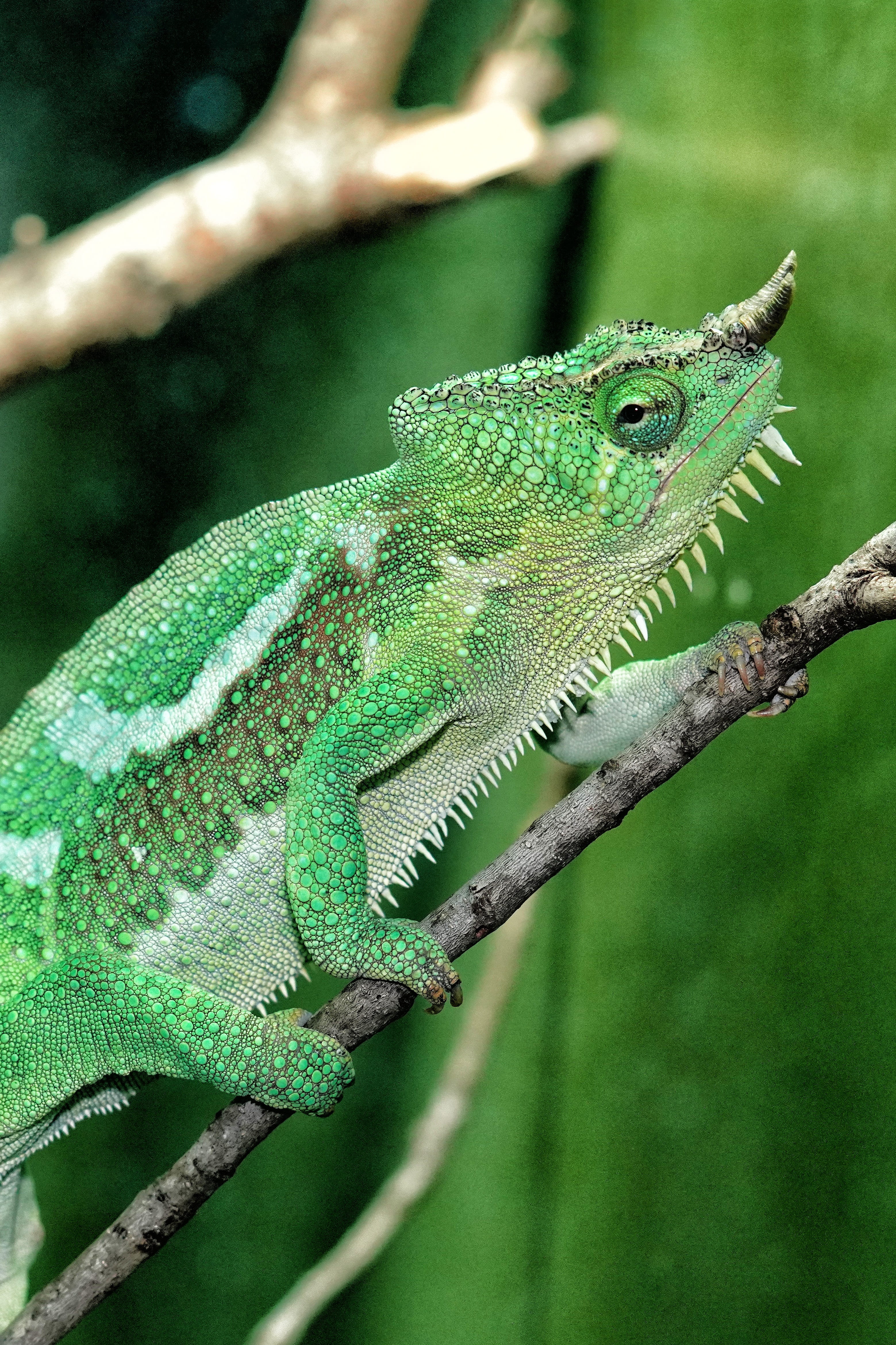 animal wildlife, tropical, reptile, dragon, 4K, side view, one animal, green, animals in the wild, outdoors, tree, no people, focus on foreground, day, Phone HD Wallpaper
