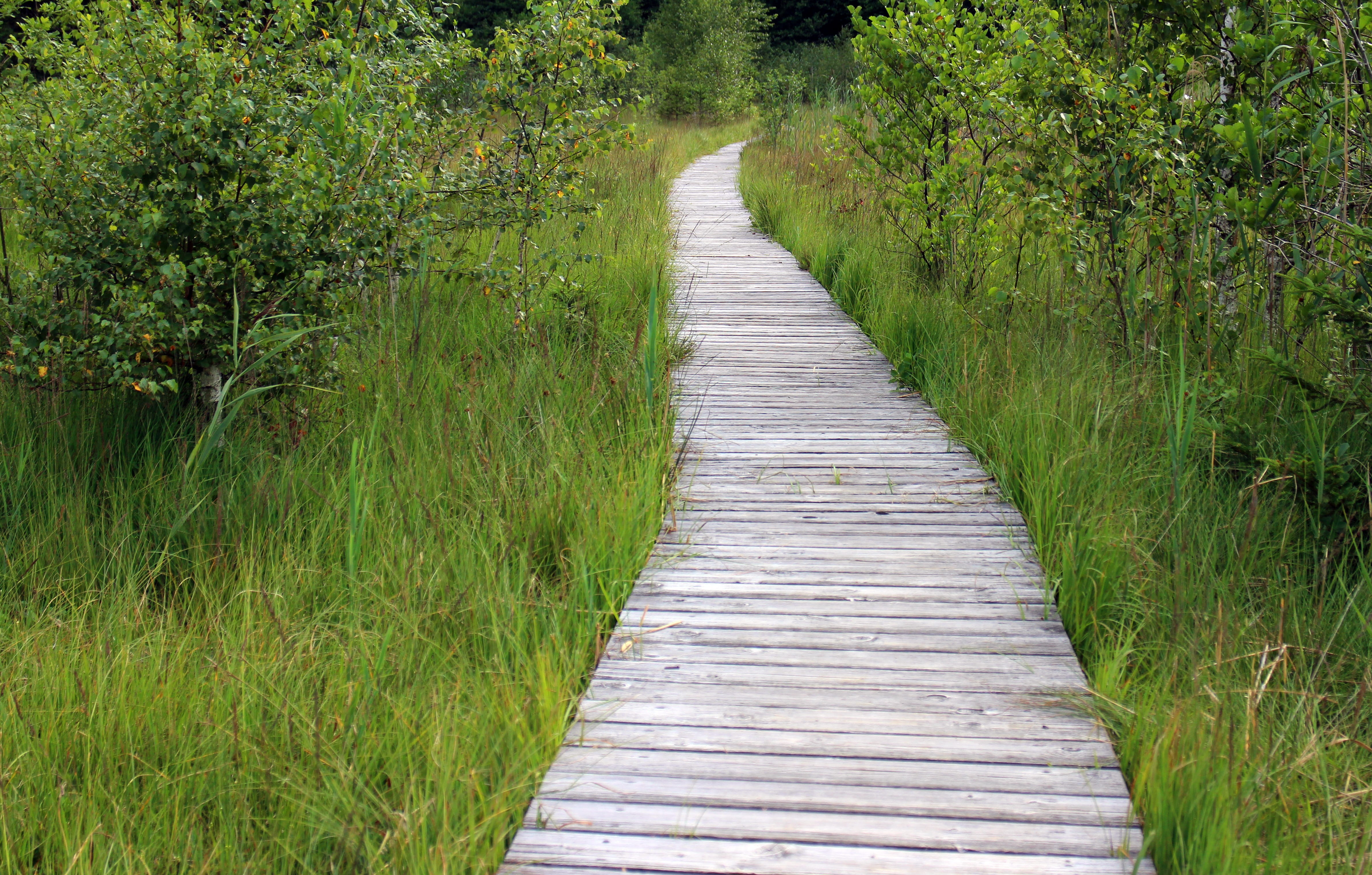 nature, wood - Material, grass, summer, walking, wooden track, Away, green Color, scenics, Trail, tree, outdoors, tranquility, long, field, Path, green, HD Wallpaper