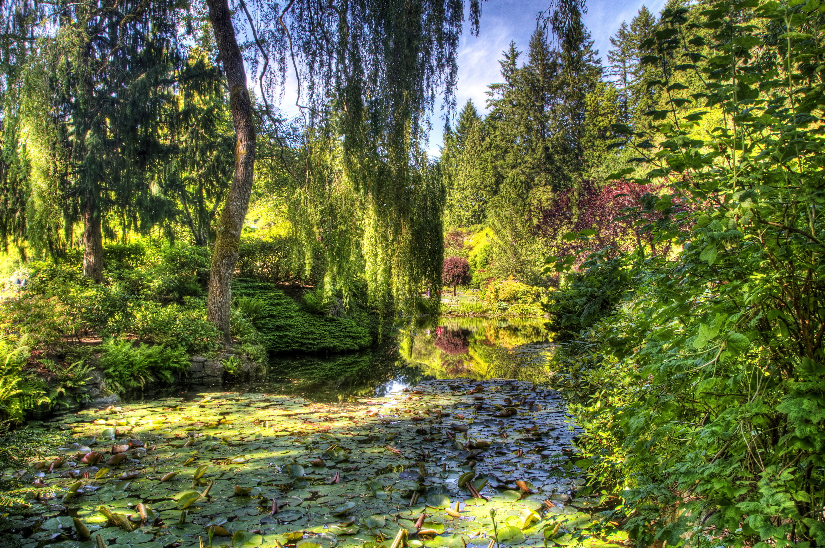 trees, greens, the bushes, 2K, Victoria, Canada, garden, Butchart Gardens, pond, HD Wallpaper