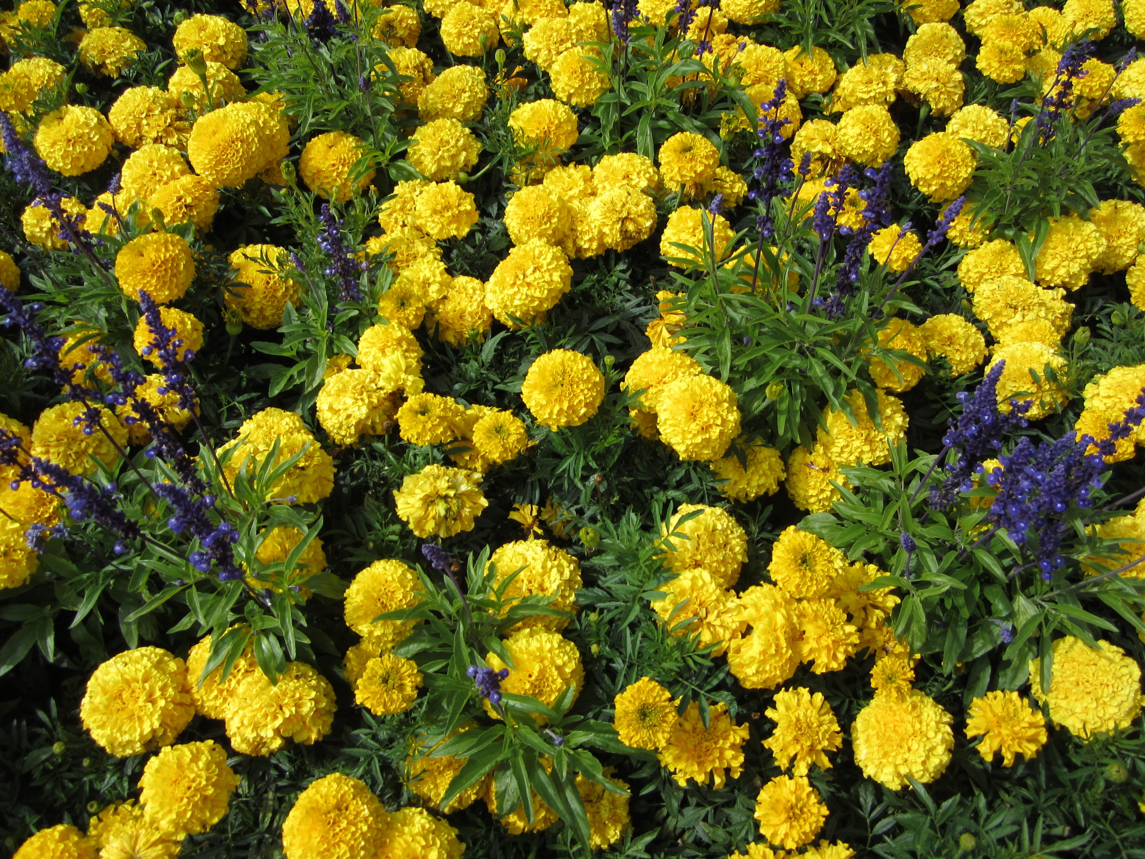 flowerbed, full frame, inflorescence, outdoors, backgrounds, fragility, vulnerability, growth, british columbia, flowering plant, plant, flower head, no people, HD Wallpaper