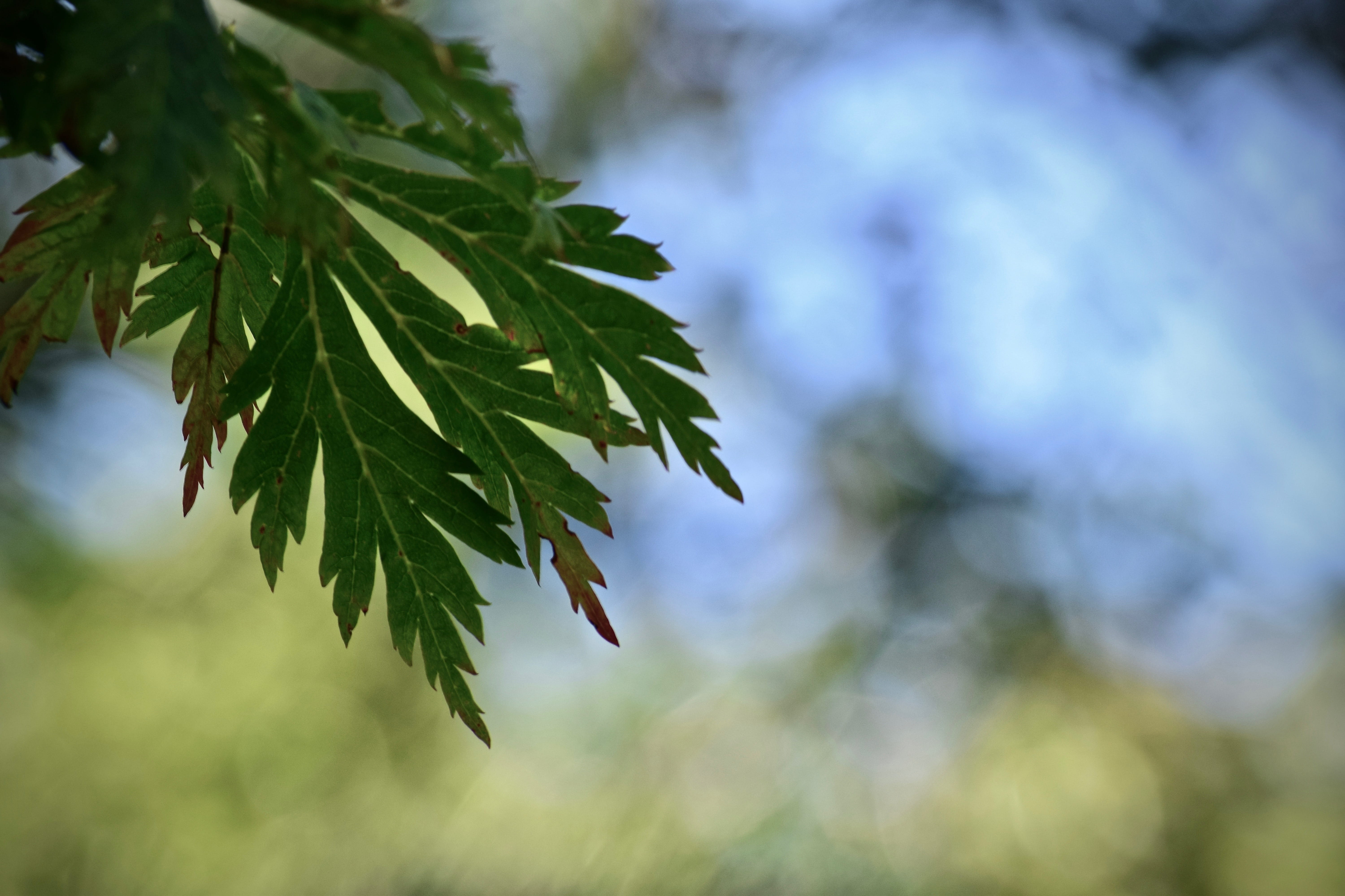 bokeh, green color, plant part, twig, tree, focus on foreground, close-up, nature, canada, growth, no people, leaves, tranquility, beauty in nature, low angle view, HD Wallpaper