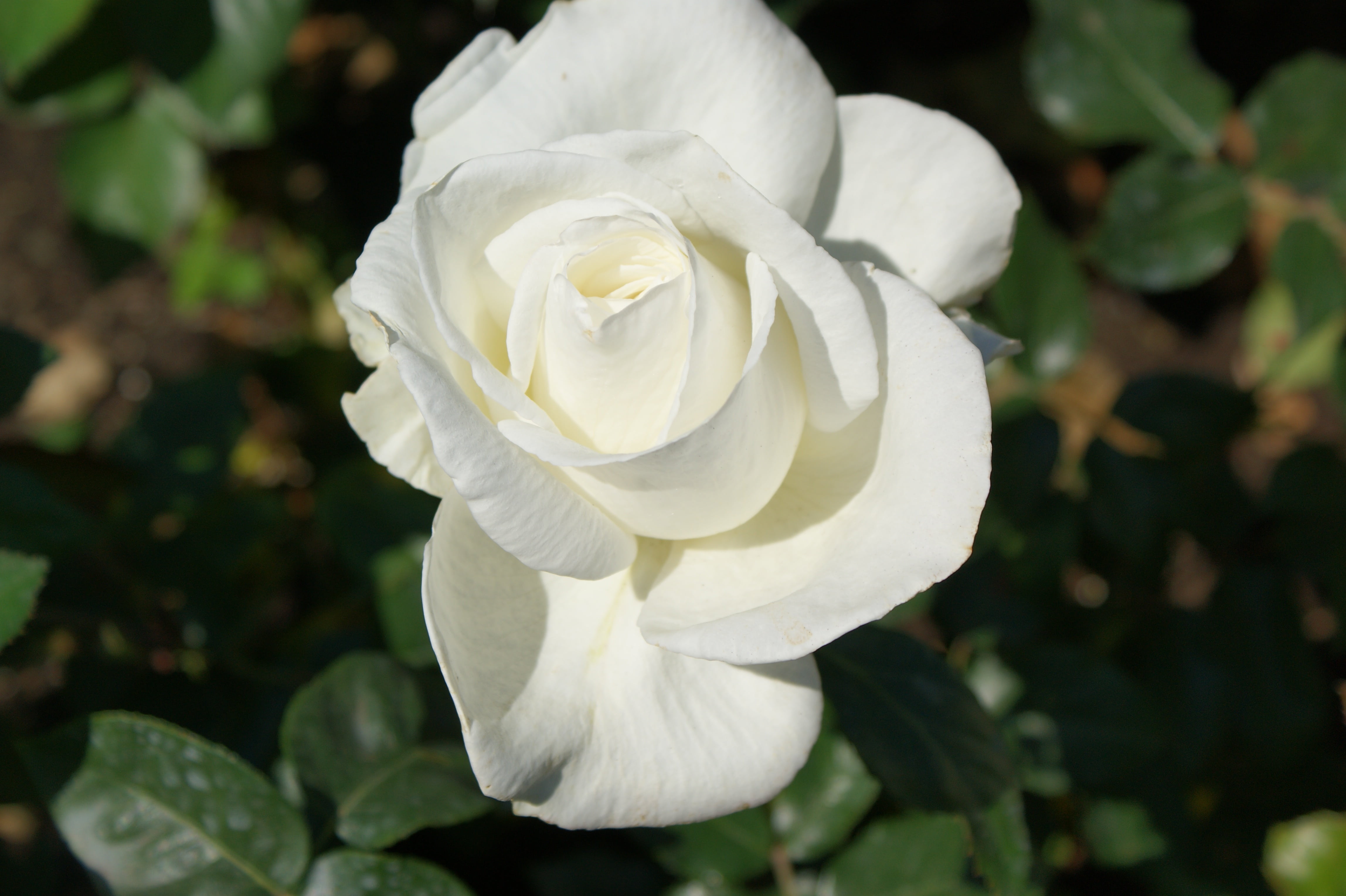 rose - flower, nature, flowering plant, white color, gardens, growth, 4K, flower, beauty in nature, plant part, rose, no people, close-up, purity, focus on foreground, HD Wallpaper