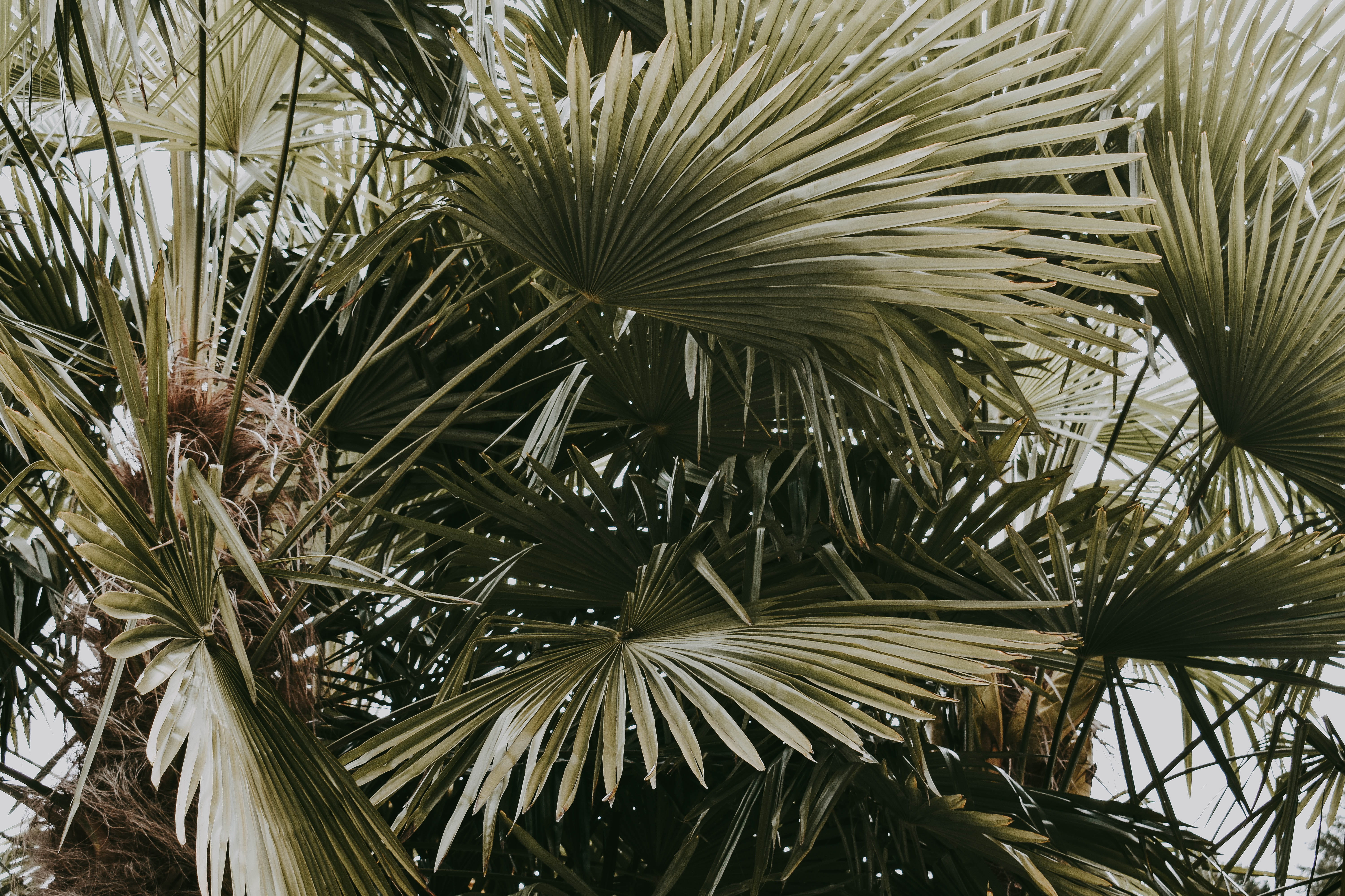 plant part, day, victoria bc, british columia, low angle view, outdoors, palm, close-up, exotic, tranquility, tree, butchart gardens, no people, leaf, branch, HD Wallpaper