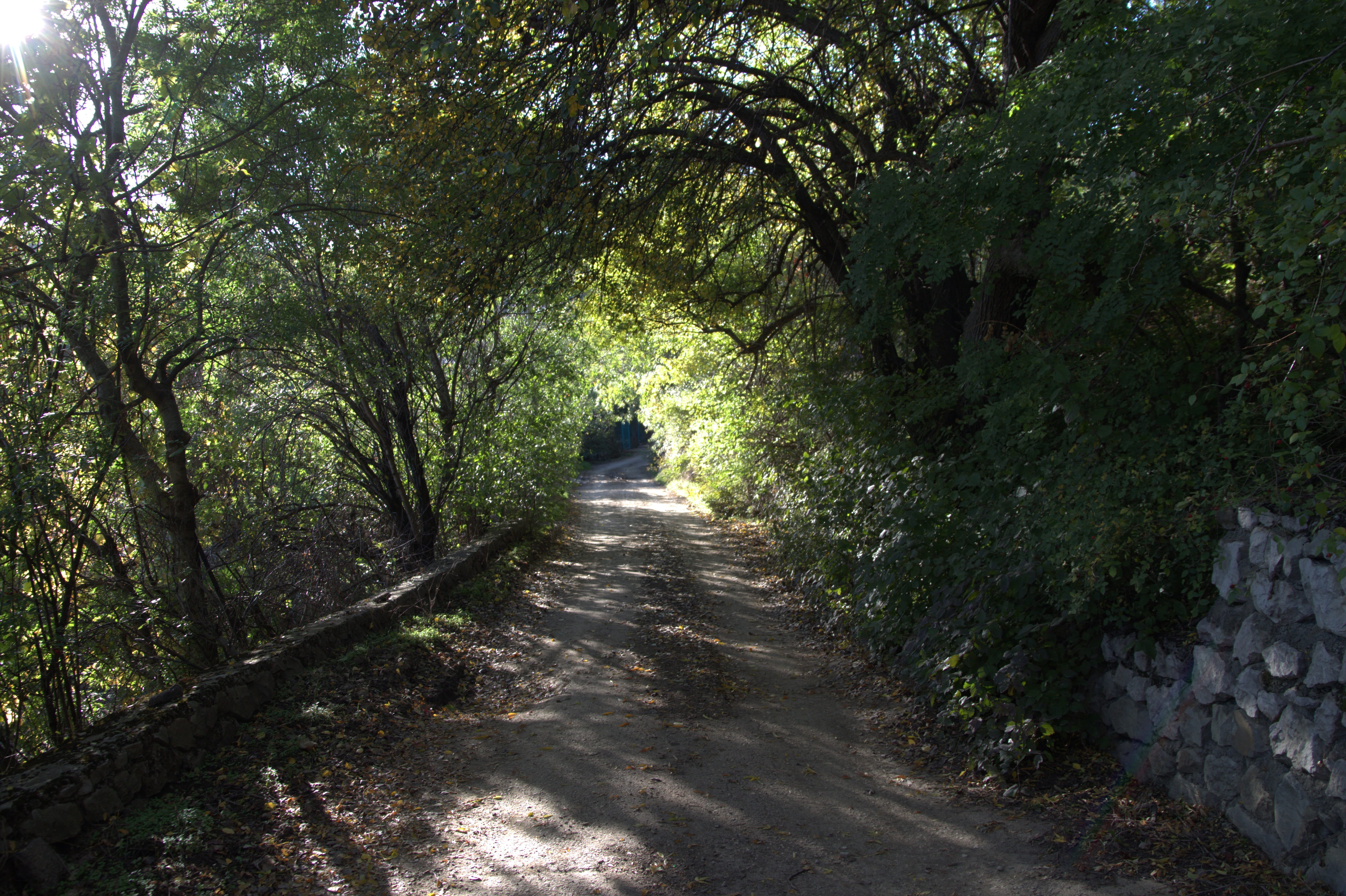 green, road, no people, the way forward, tree, non-urban scene, evening, plant, trees, pathway, sunny, tranquility, green color, direction, trail, growth, HD Wallpaper