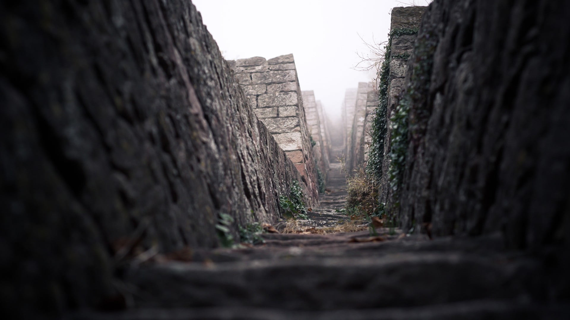 1080P, outdoors, tranquil scene, treelined, architecture, selective focus, no people, path, day, alley, clear sky, stairs, plant, nature, building, sky, HD Wallpaper