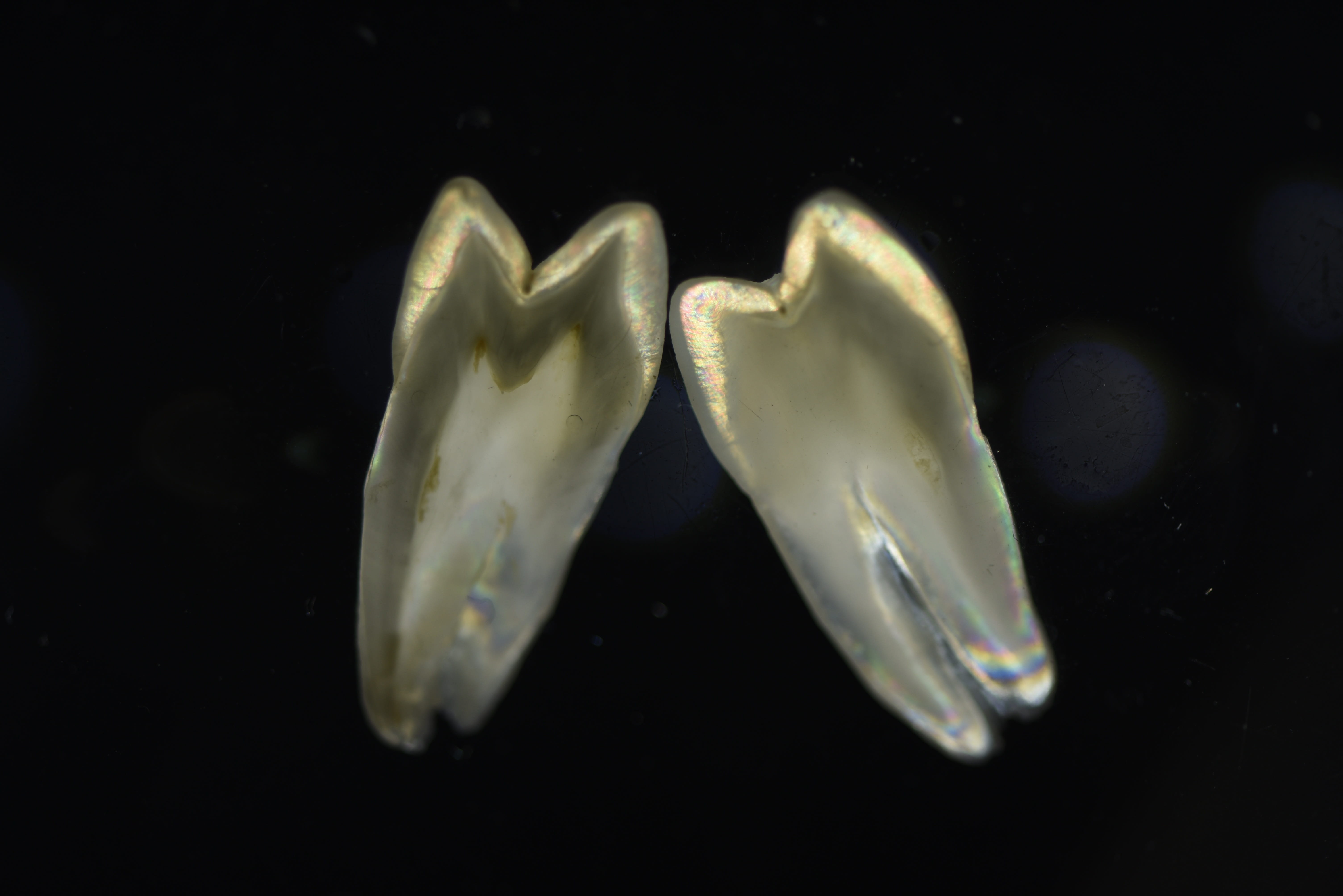 fish, teeth, polarized shooting, marine, no people, studio shot, water, animal, underwater, animals in the wild, panoramic, group of animals, small group of objects, HD Wallpaper