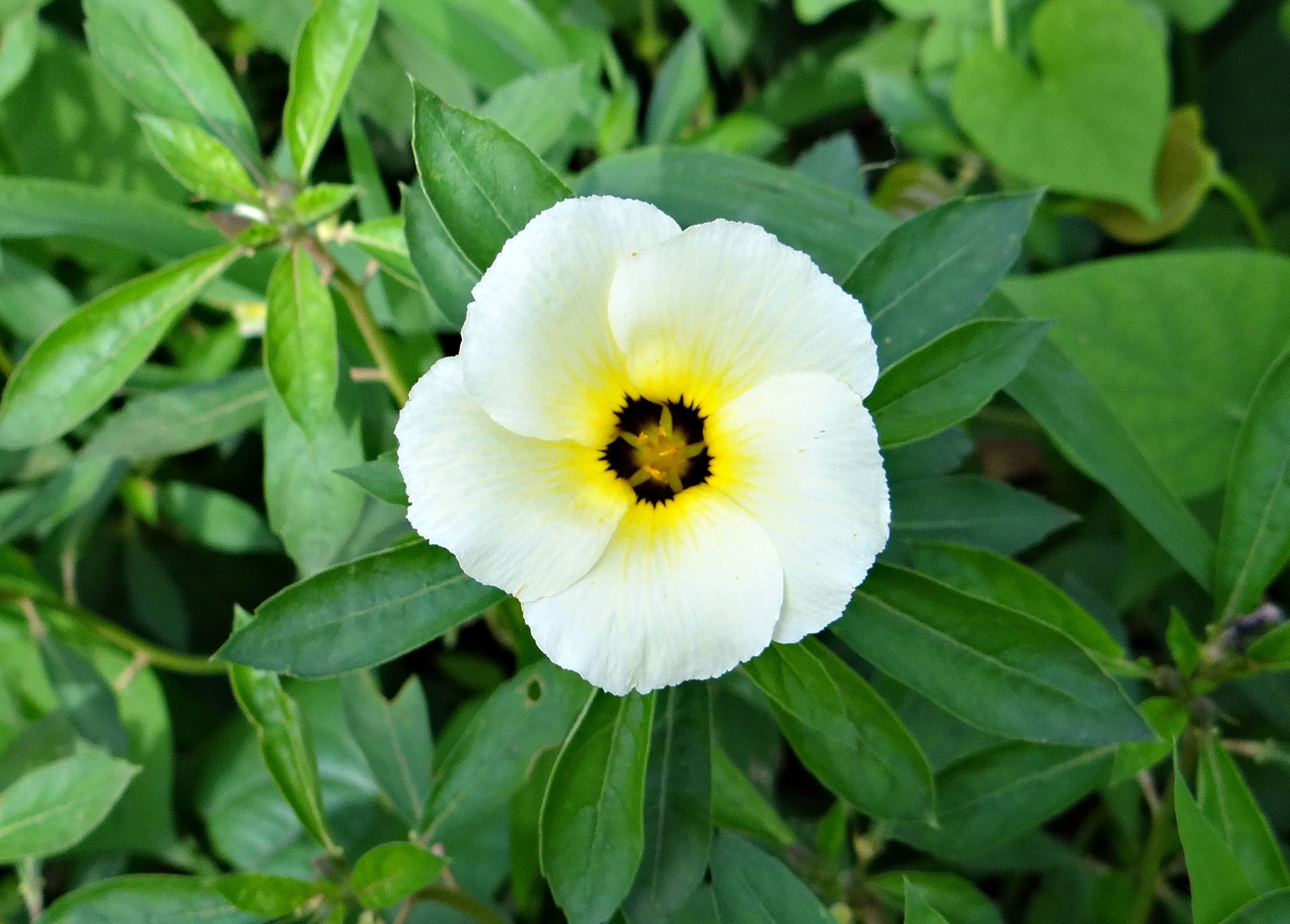 india, vulnerability, white butter cup, growth, outdoors, 2K, focus on foreground, passifloraceae, flower, white alder, leaf, nature, petal, green color, HD Wallpaper