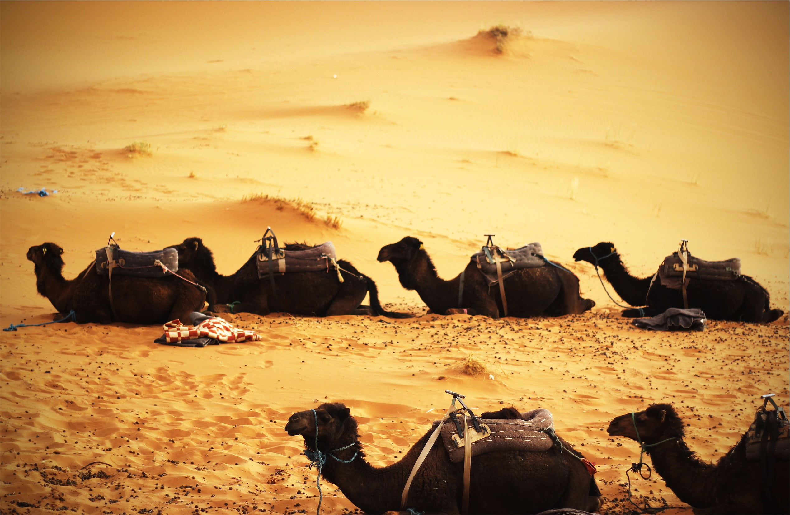 black, animal themes, daytime, brown, water, animals in the wild, animal wildlife, tranquil scene, sky, 1080P, sand, seating, animal, outdoors, animals, HD Wallpaper